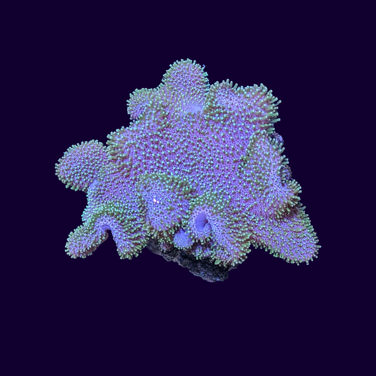 Green Polyp Toadstool