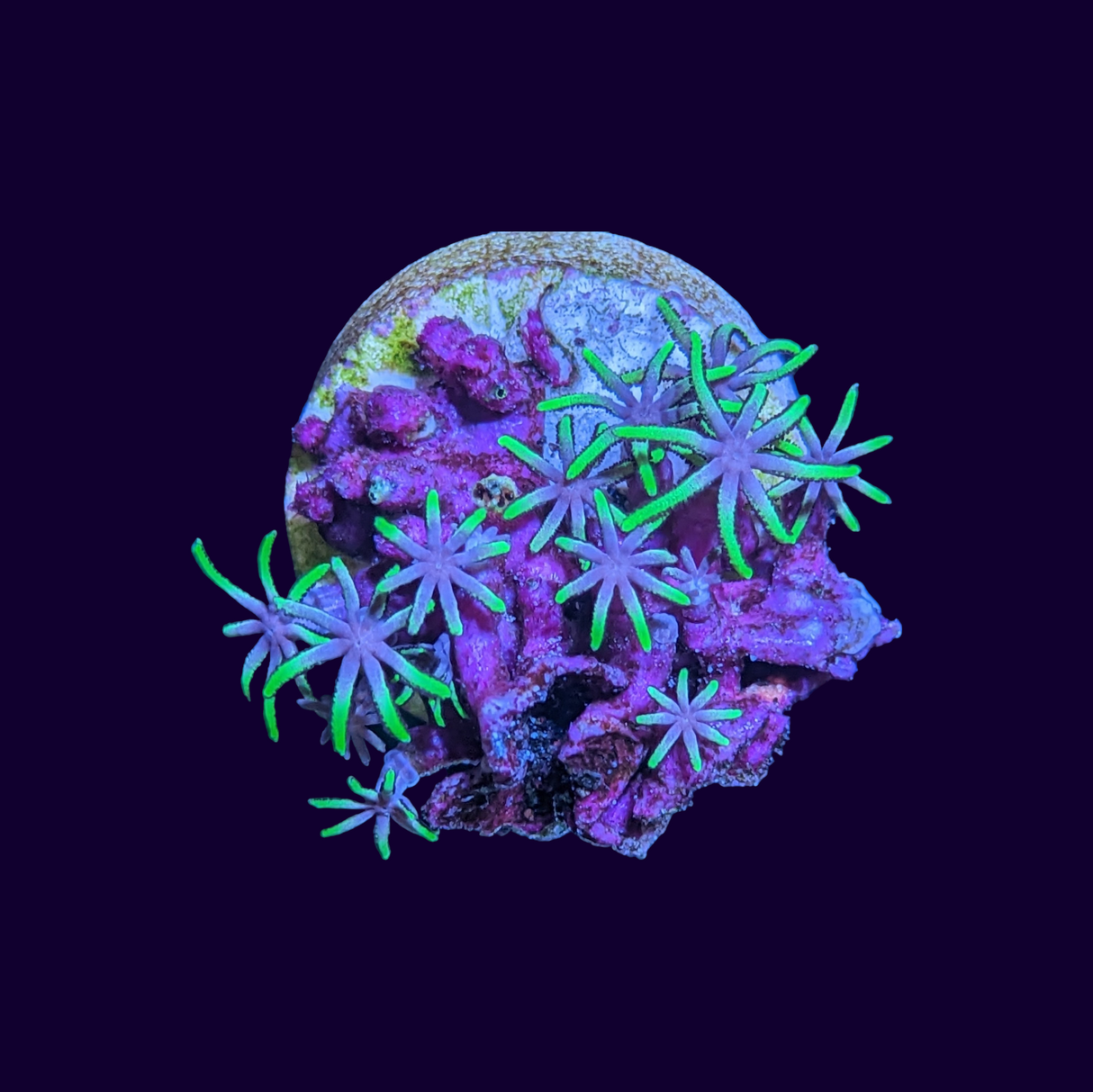 Neon Green Daisy Star Polyp Frag