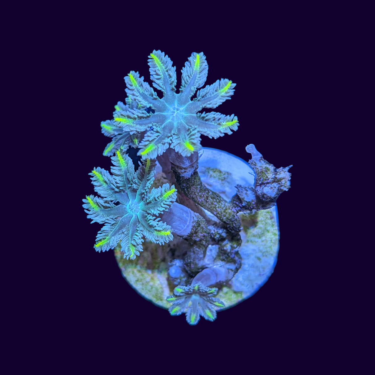 Green Centre Yellow Tip Clove Polyp