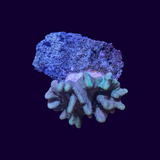 Lobophytum Leather Coral