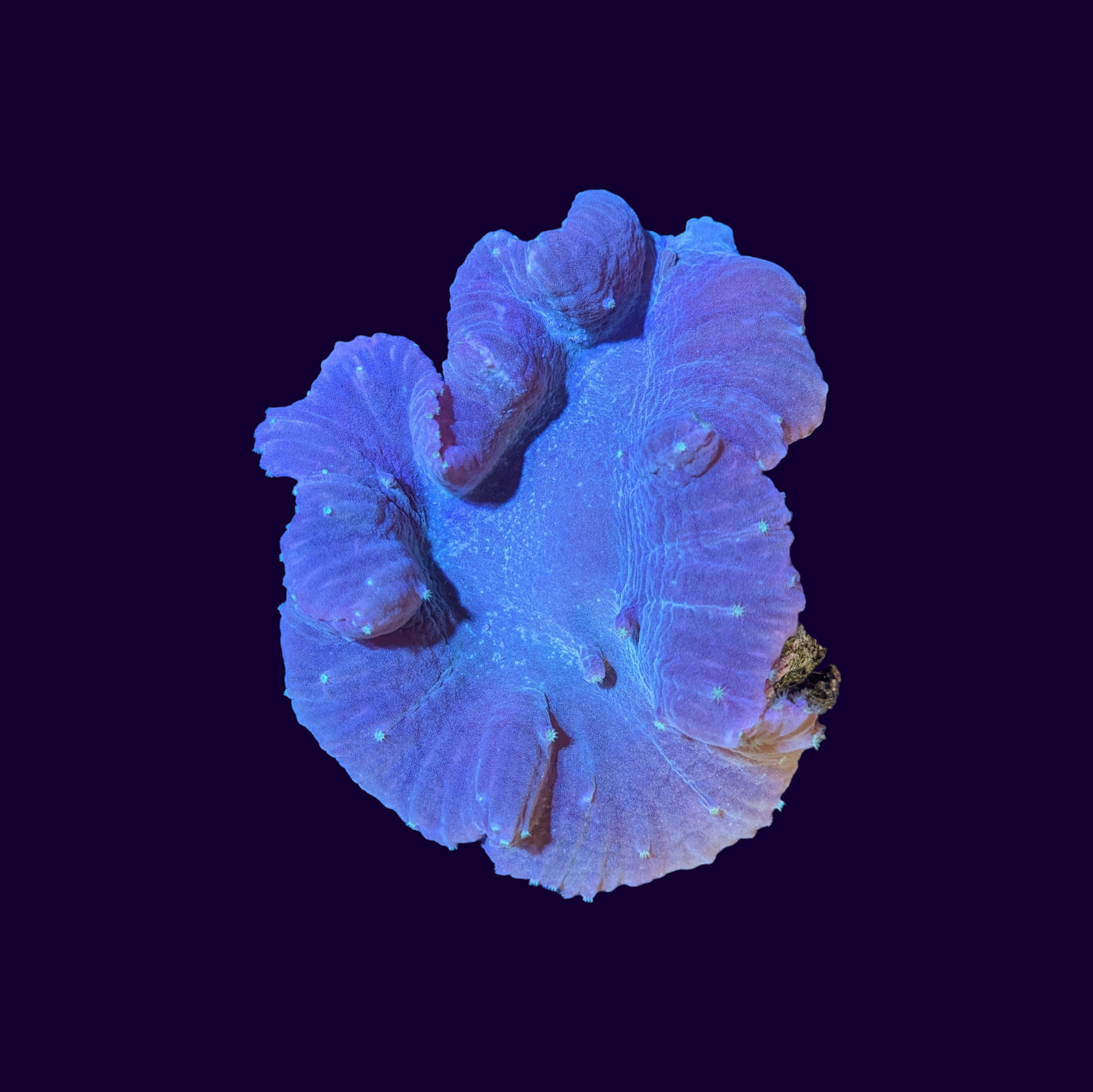 Sinularia Dura Cabbage Leather Coral