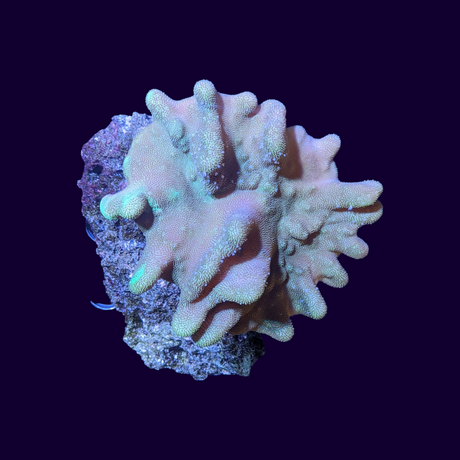 Lobophytum Leather Coral