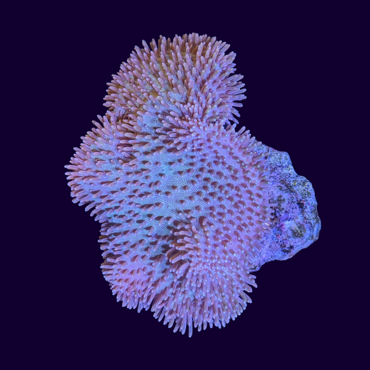 Toadstool – thecoralcentre