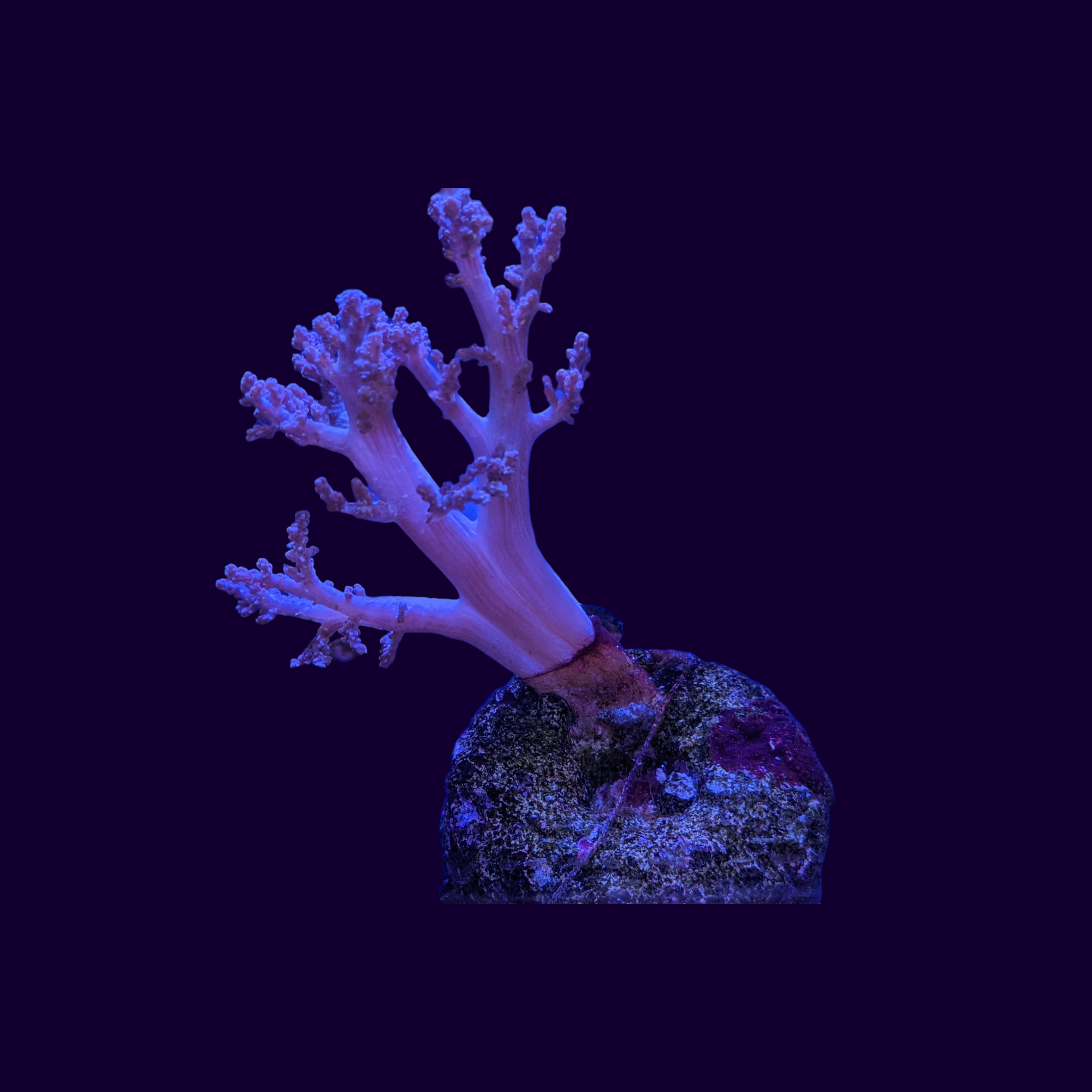 Cladiella Leather Coral