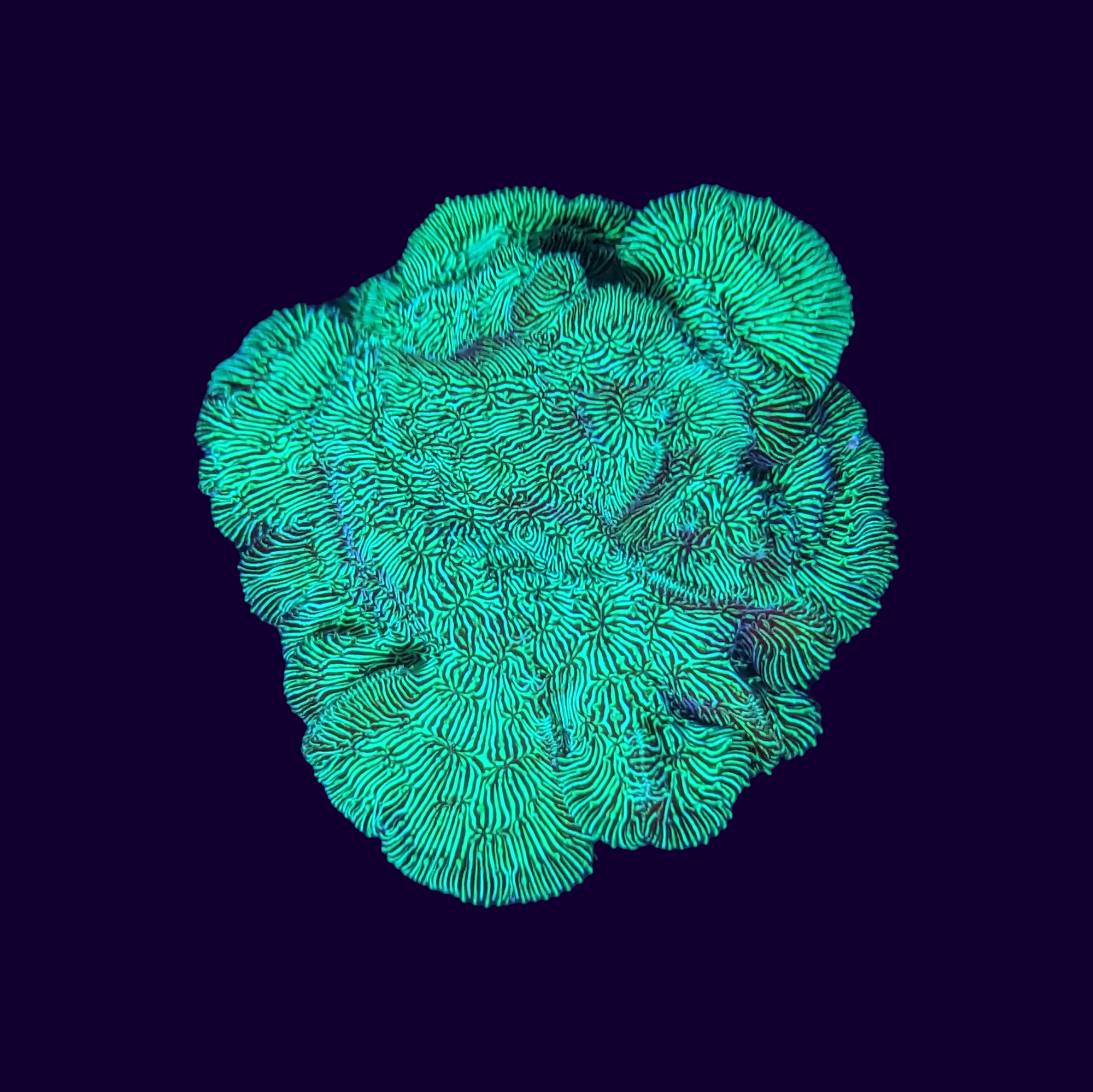 Metallic Green Pavona Frag (UK Grown)