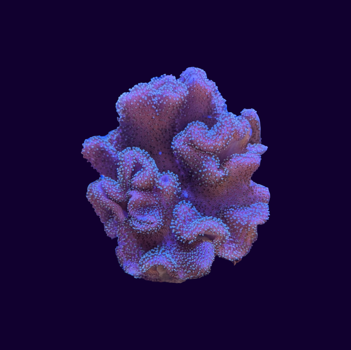 Lobophytum Aussie Green Polyp Leather