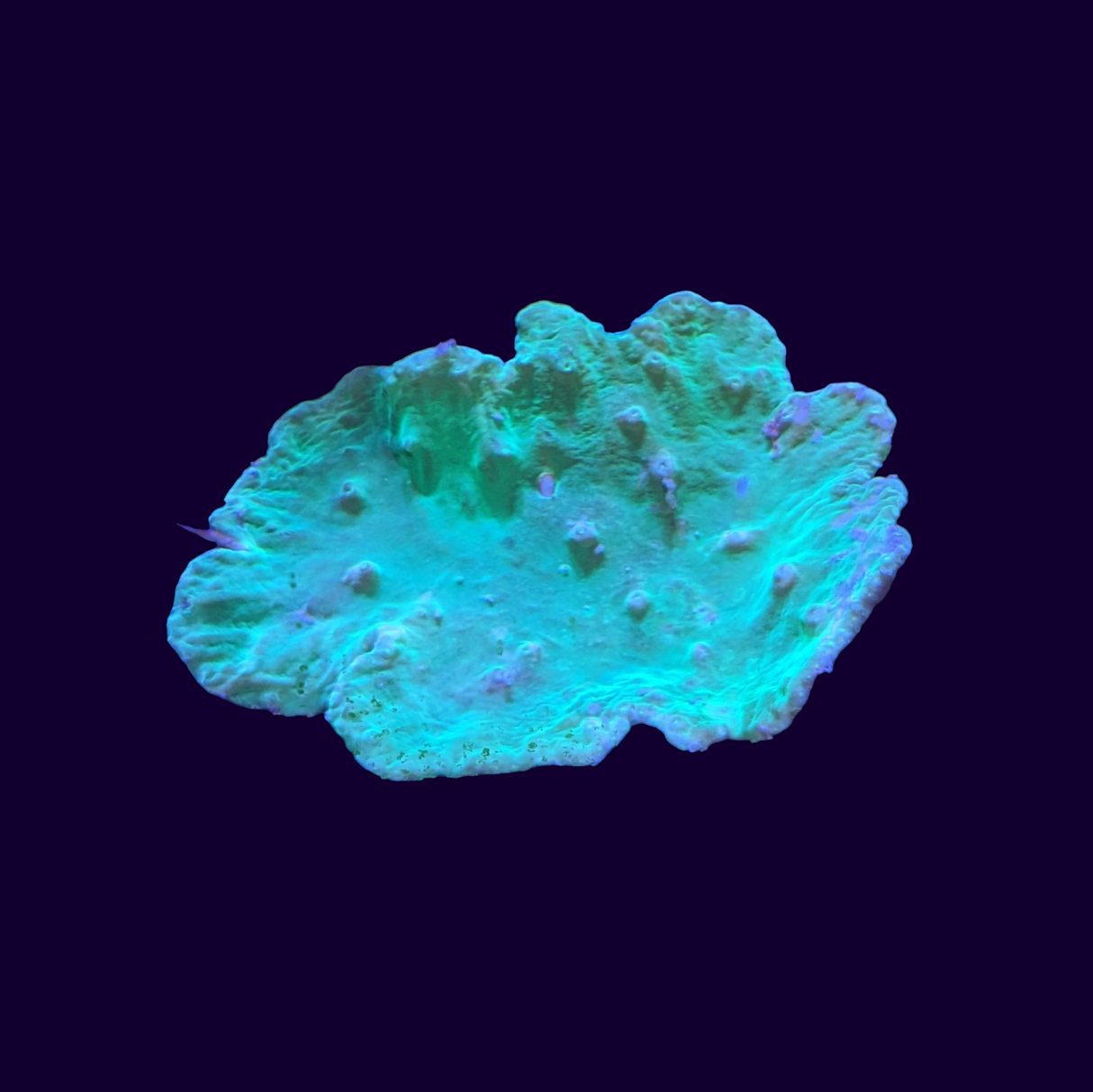 Green Cabbage Leather Coral