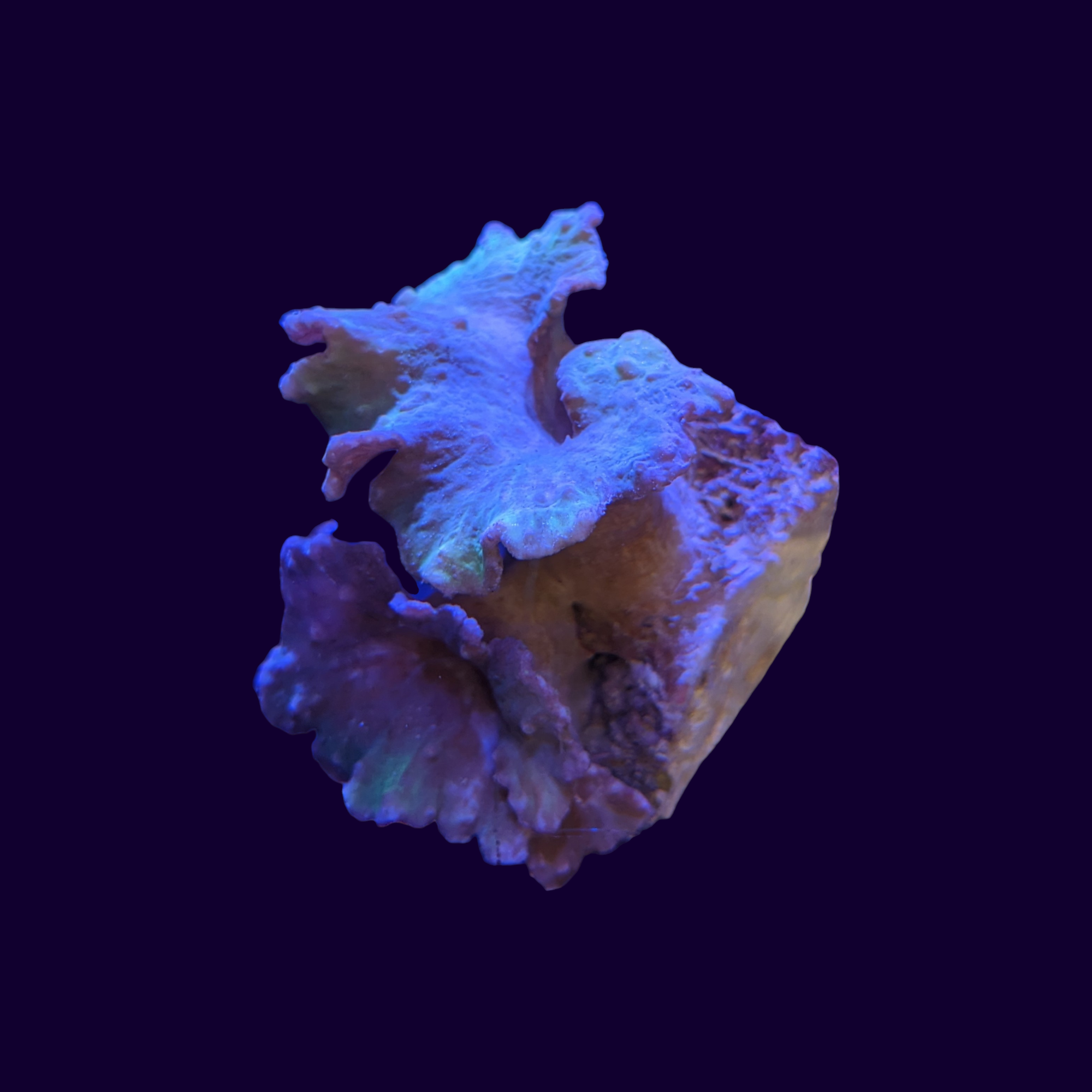 Green Cabbage Leather Coral