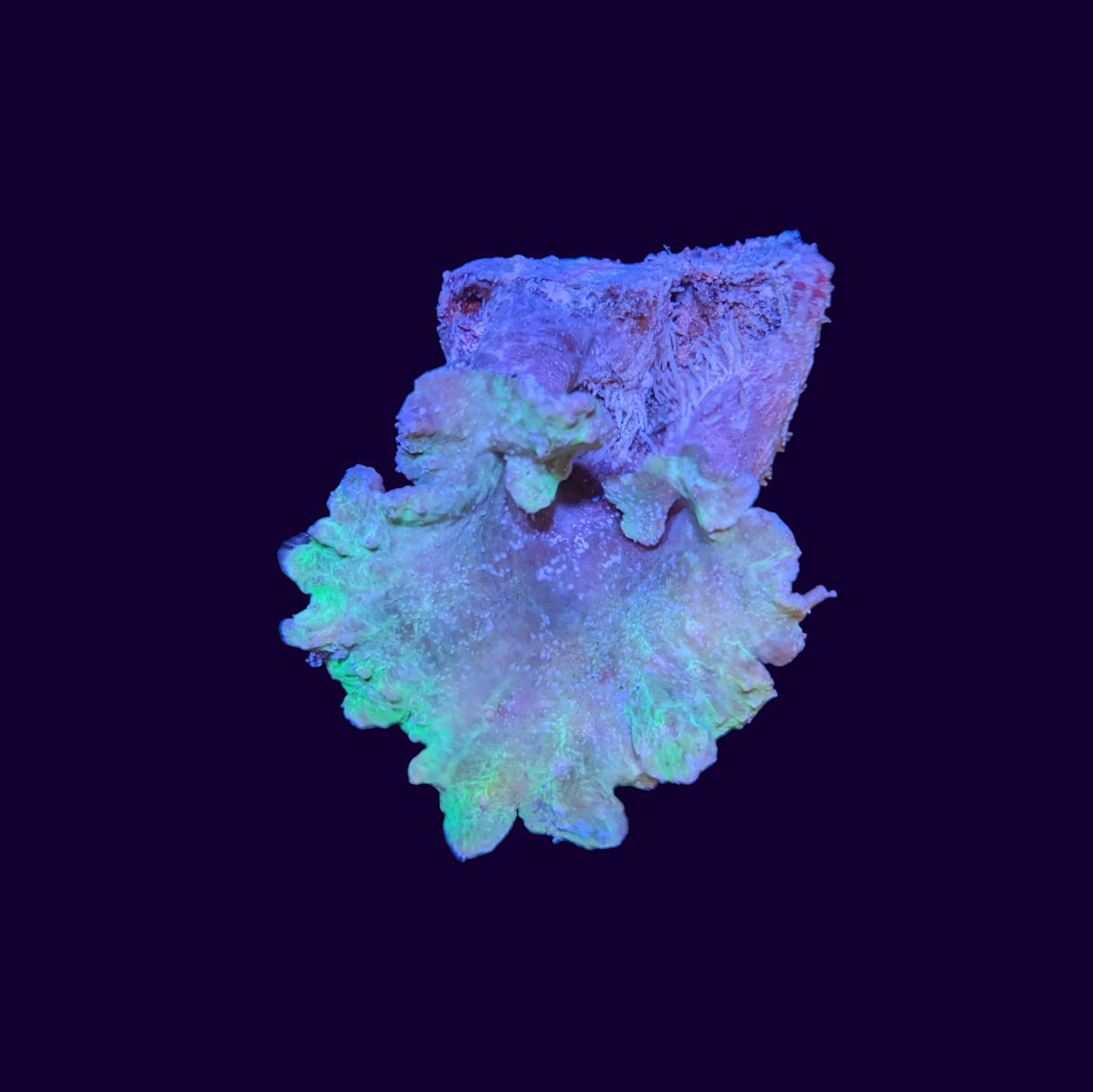 Green Cabbage Leather Coral