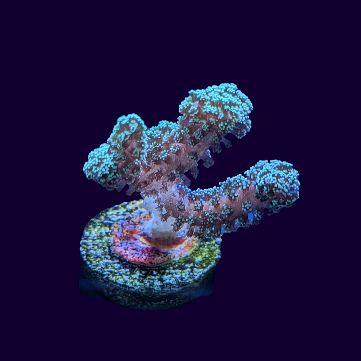 Green Stylophora