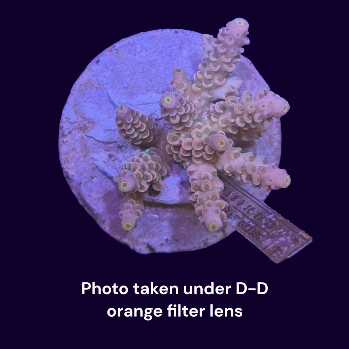 Acropora Mini Colony