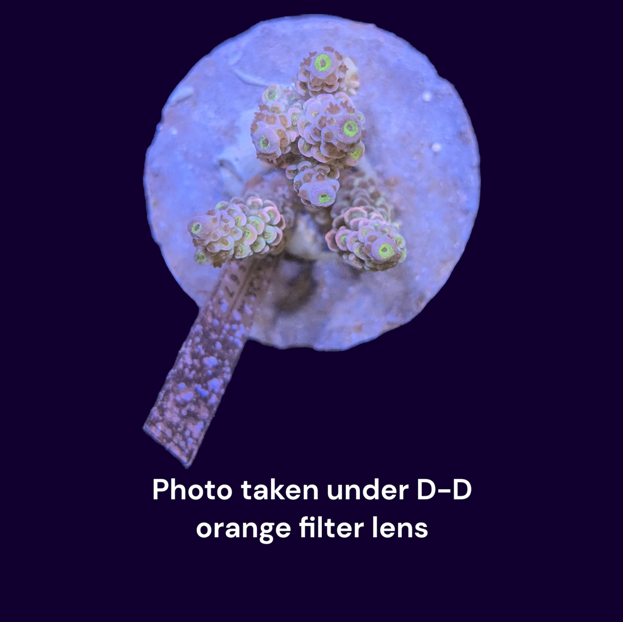 Acropora Mini Colony #12