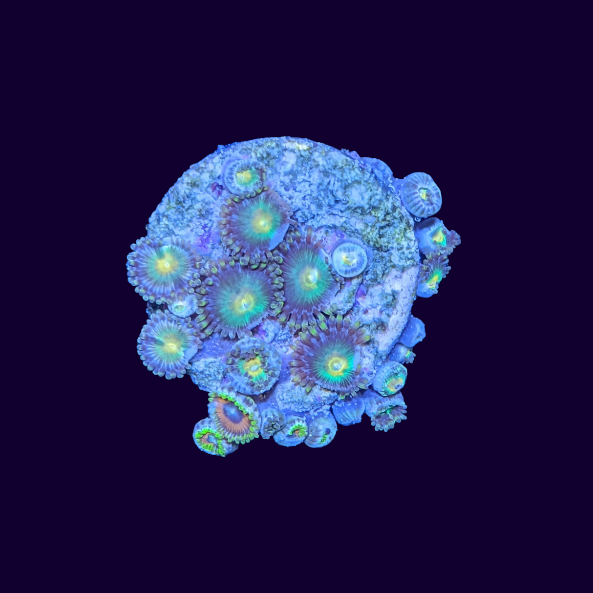 Mixed zoa Frag