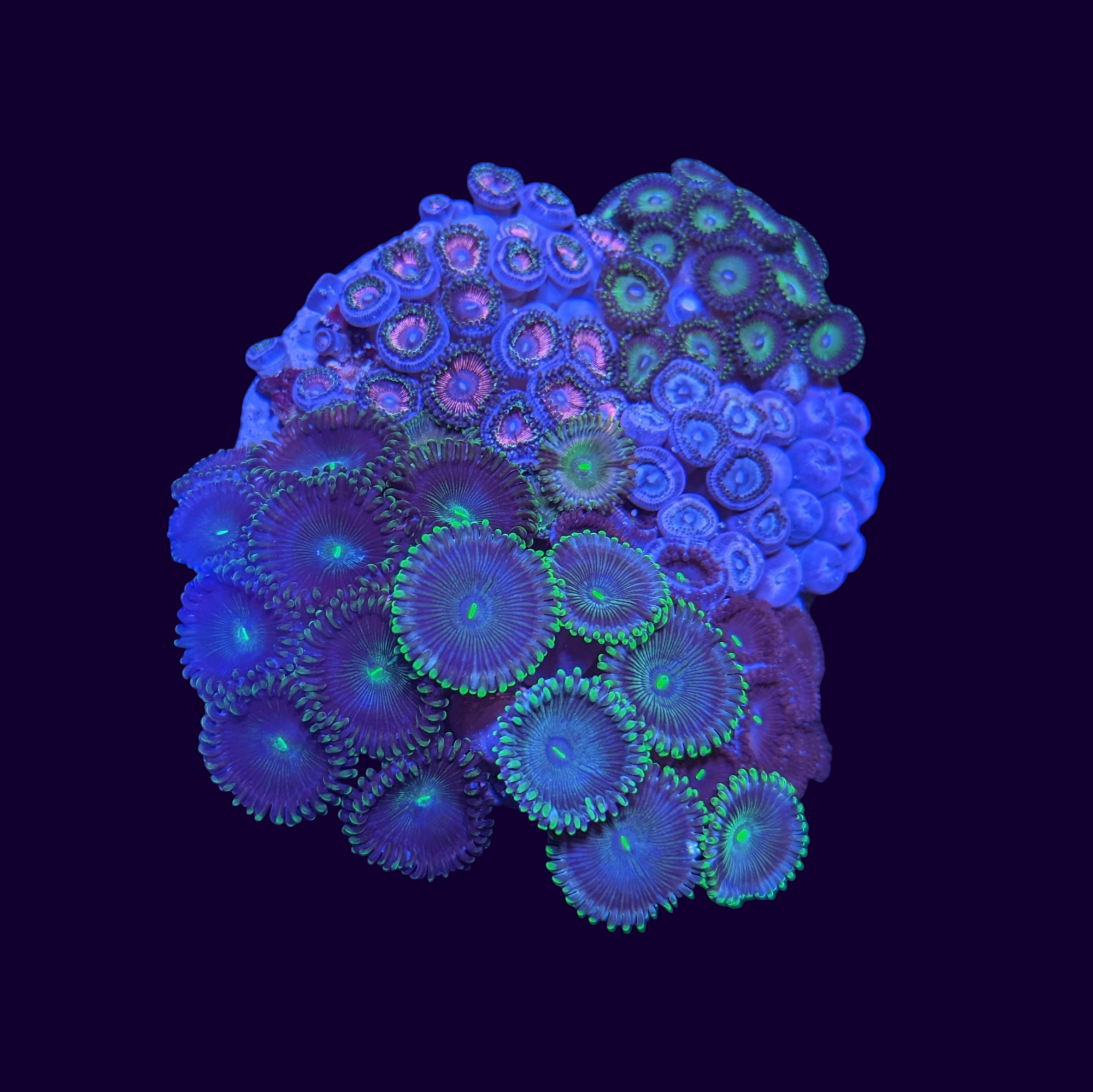 Mixed Zoa Colony - Collection Only