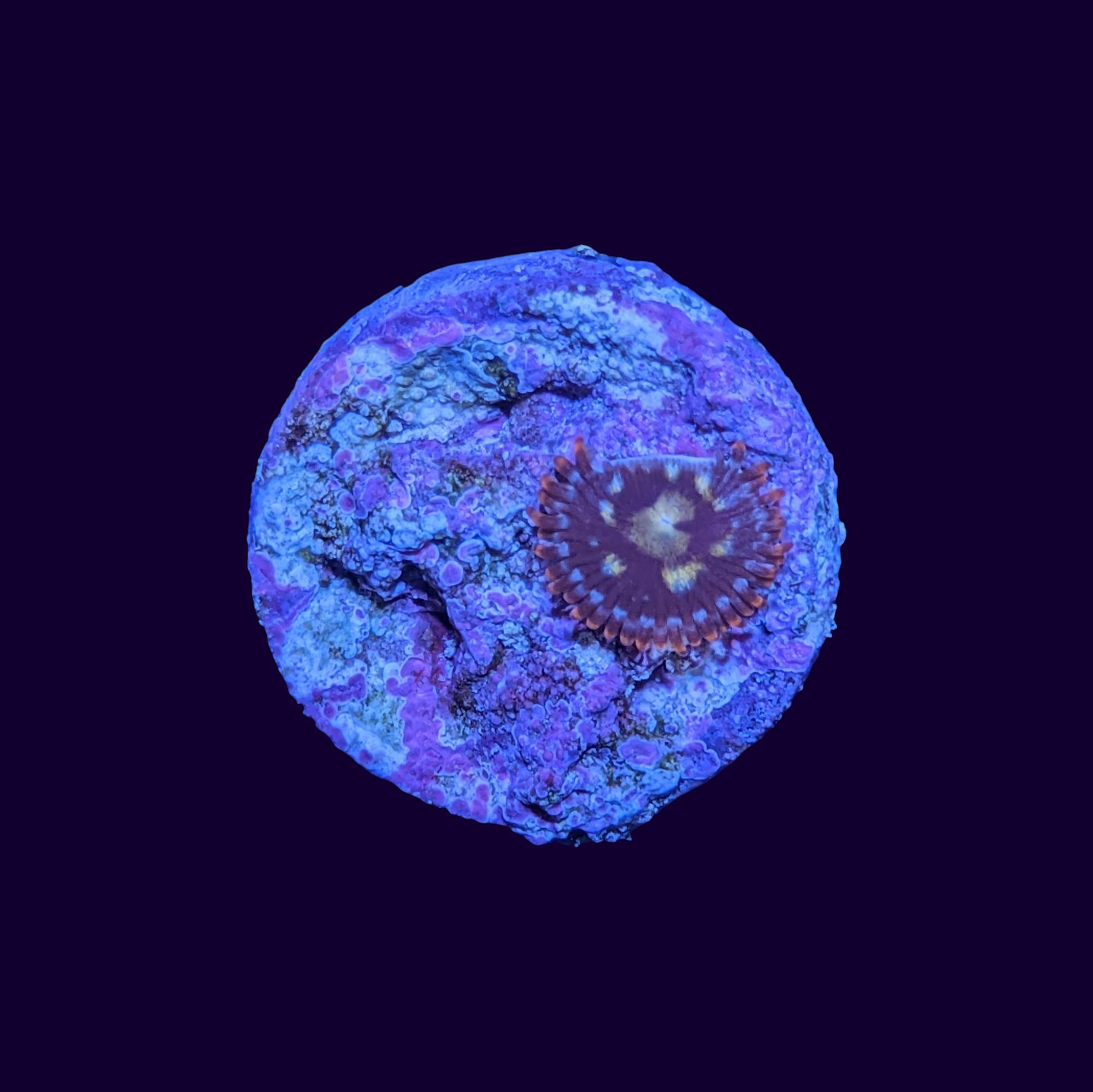 Zoa Frag