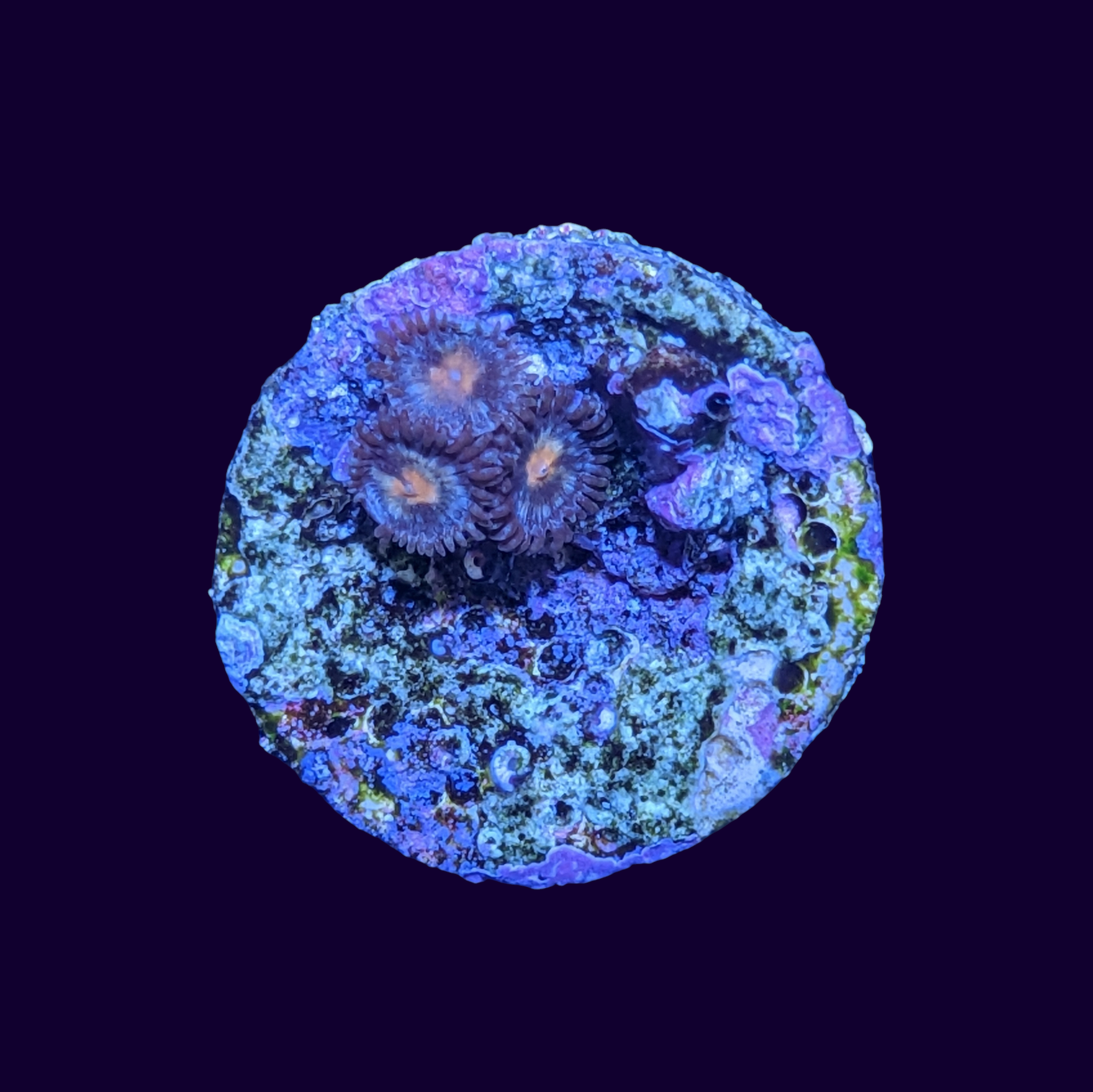 Zoa Frag