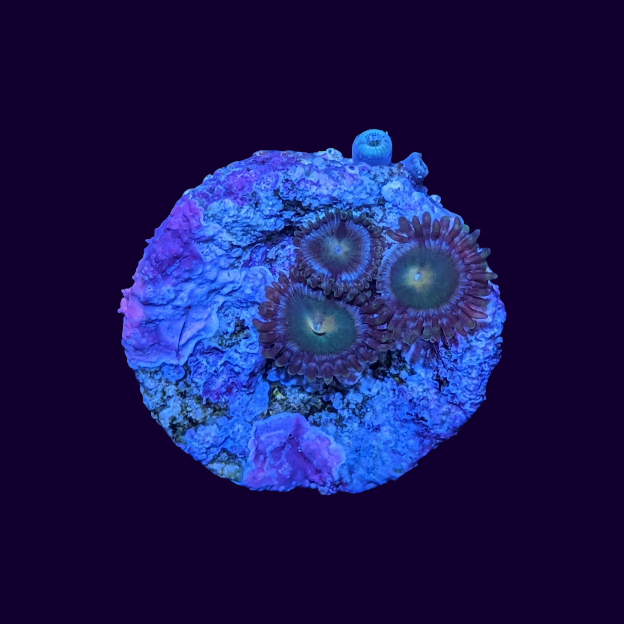 Zoa Frag