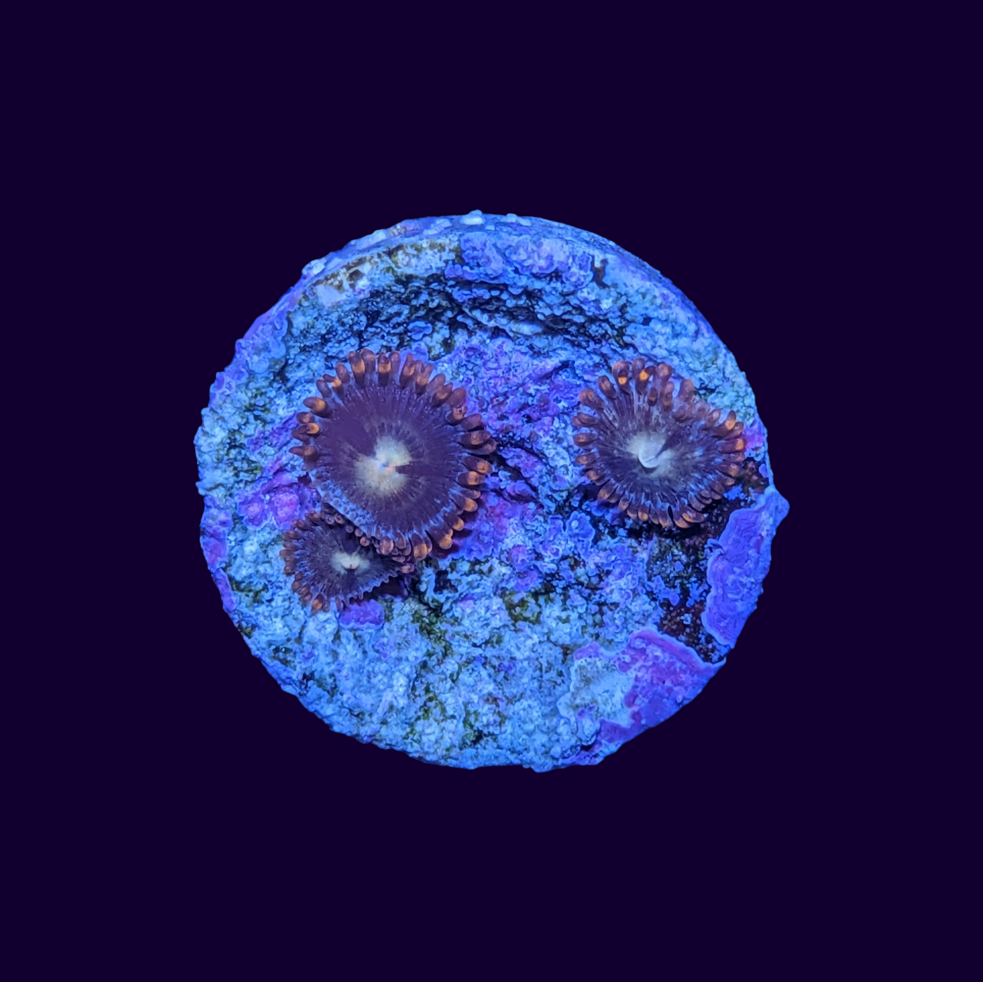 Zoa Frag