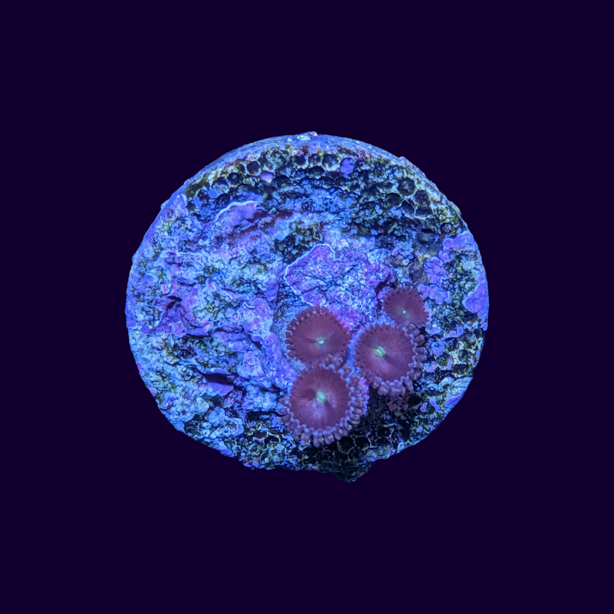 Zoa Frag