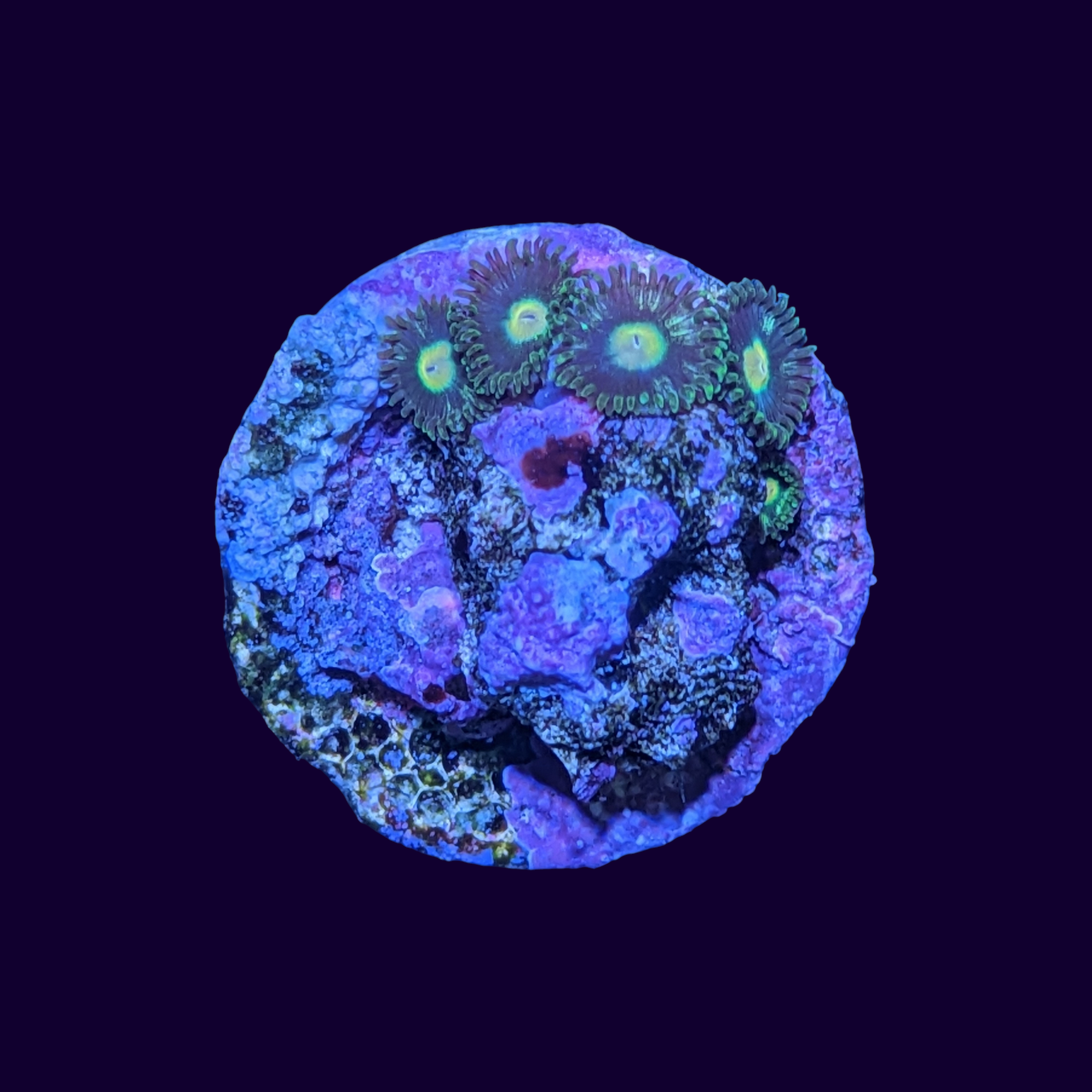 Zoa Frag