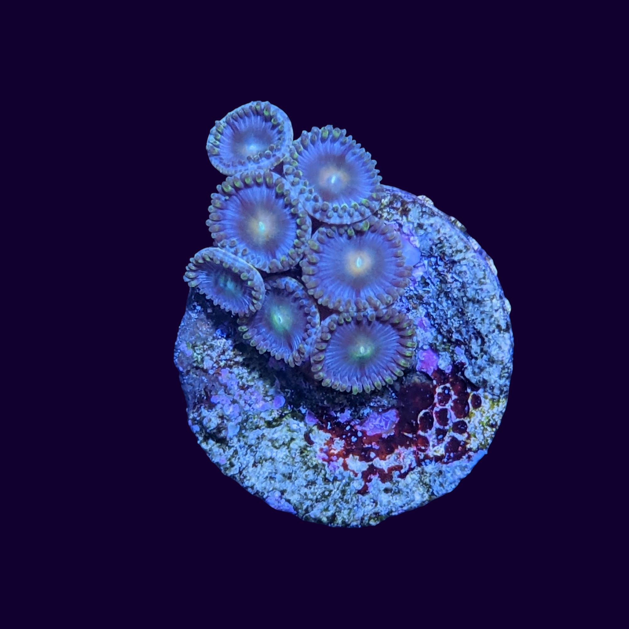 Zoa Frag