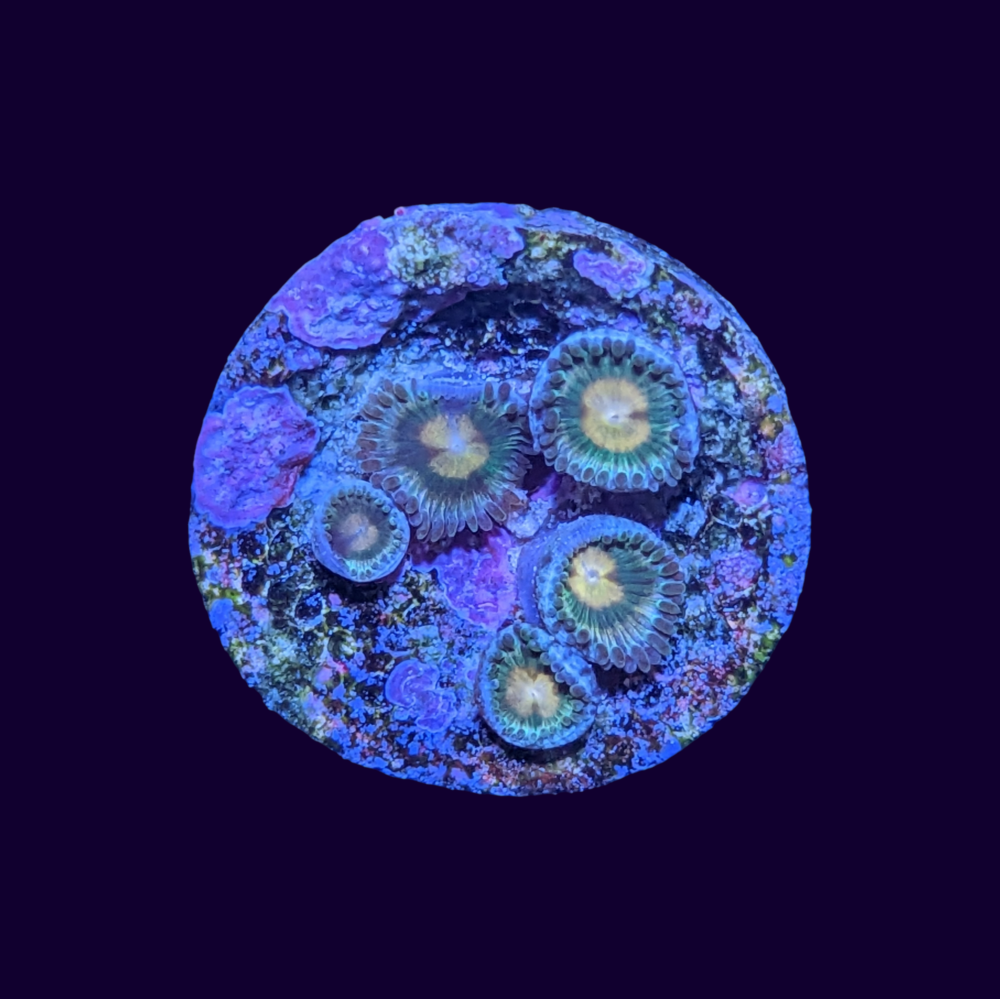 Zoa Frag