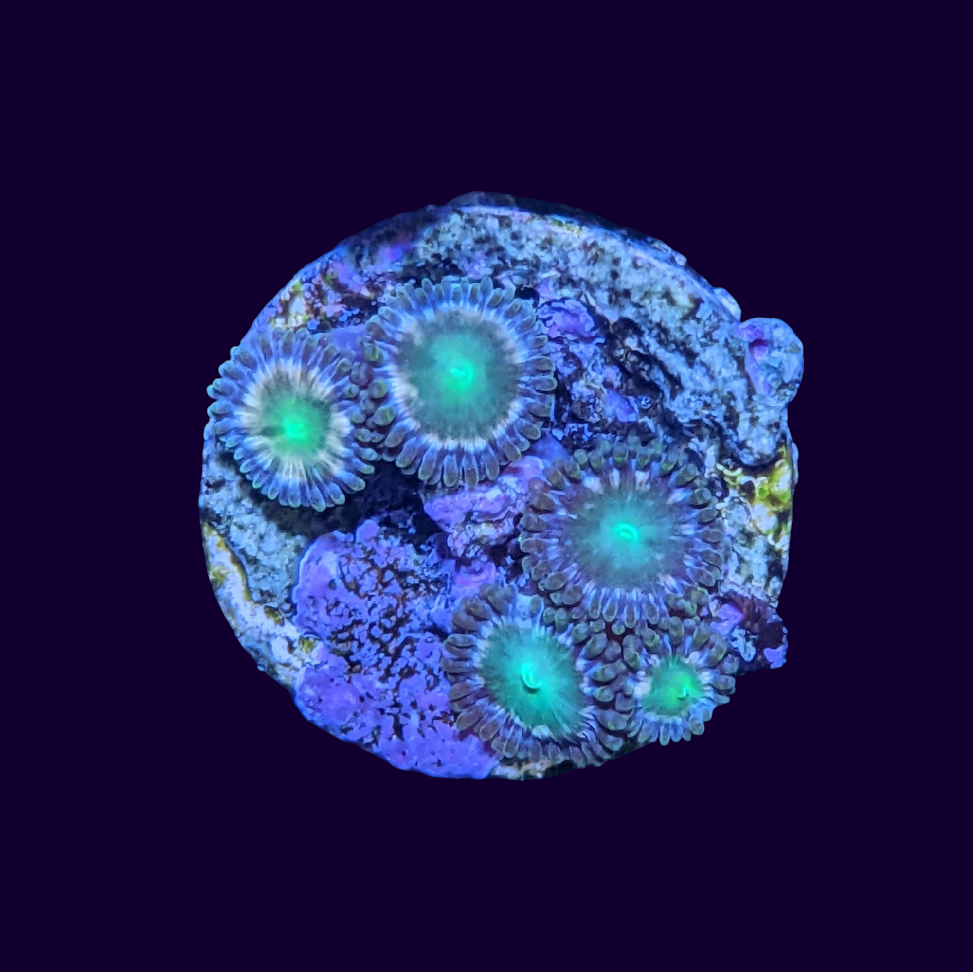 Hawaiian Punch Zoa Frag