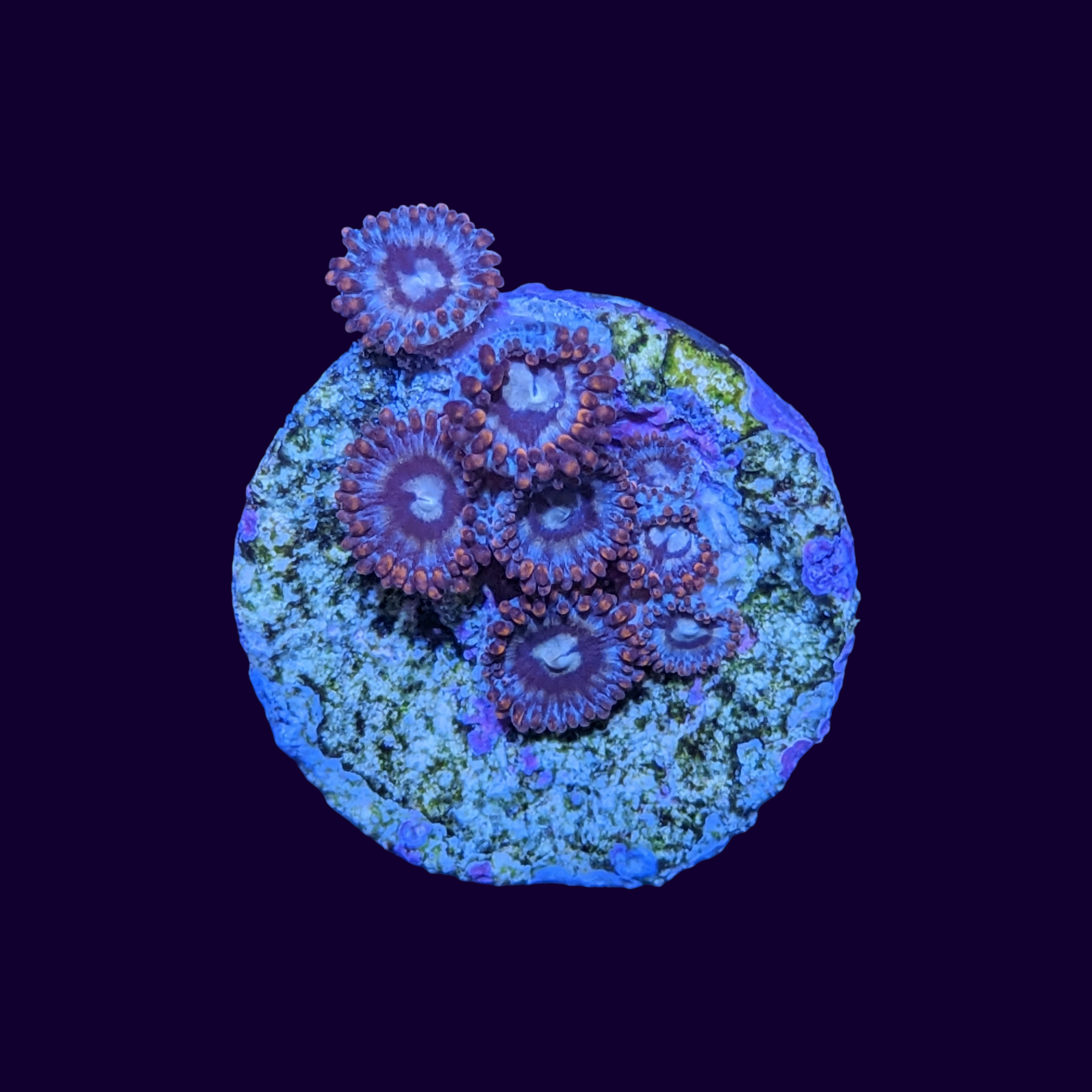 Alpha and Omega Zoa Frag