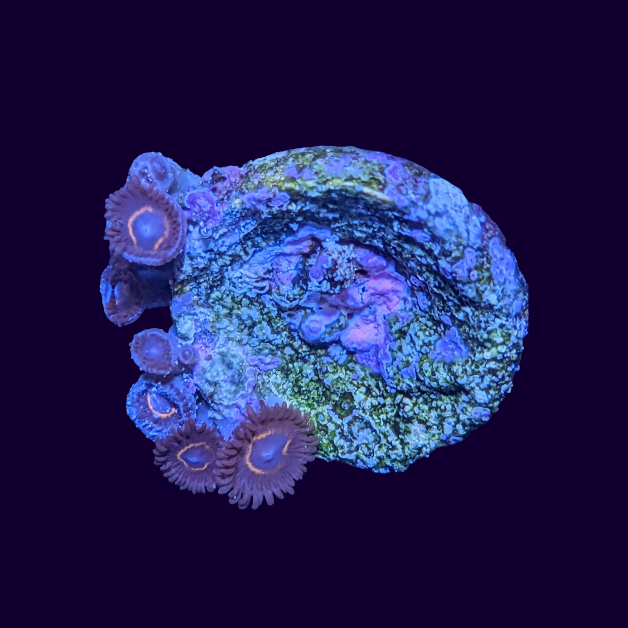 Bullseye Zoa