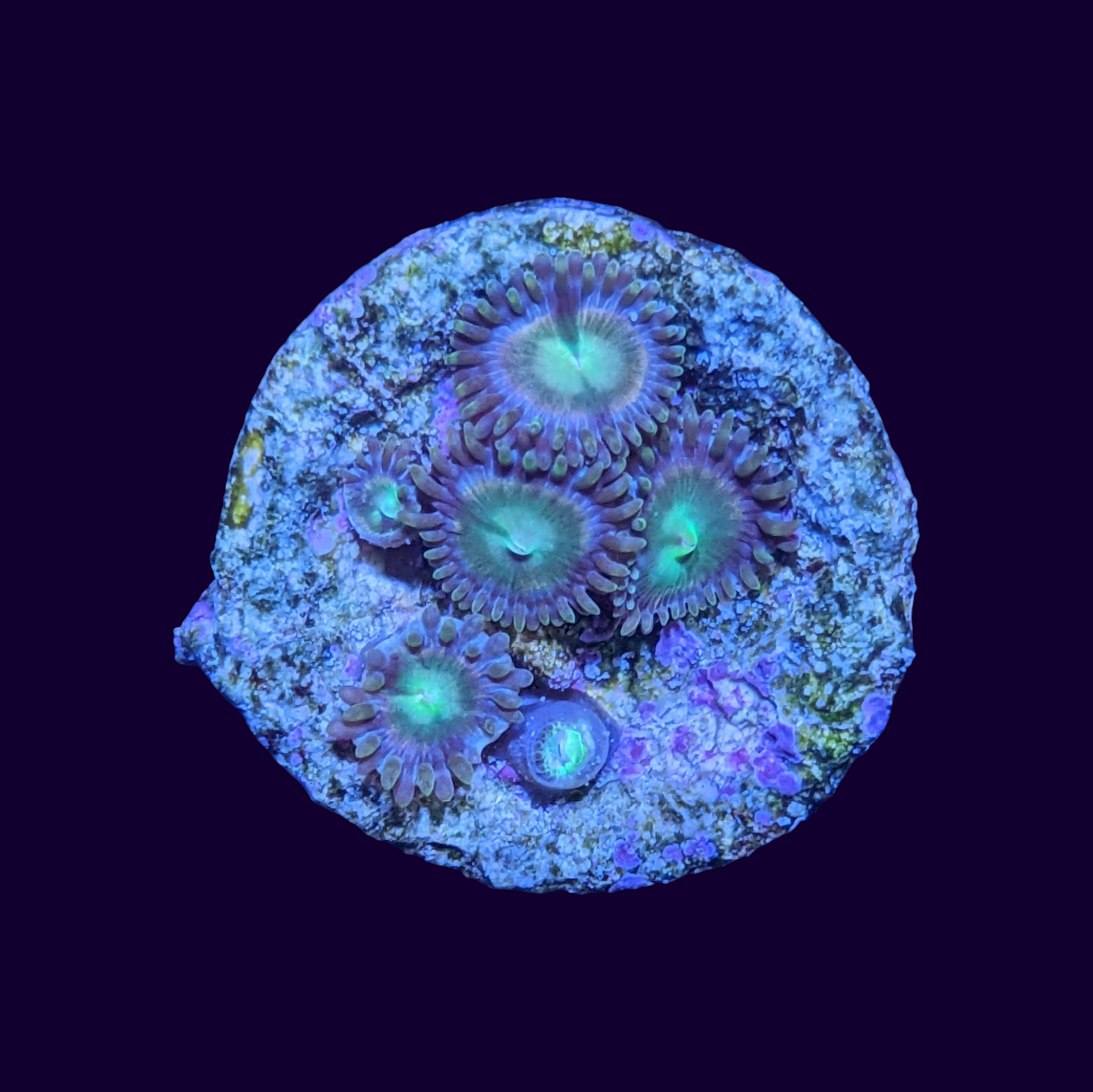 Zoa Frag