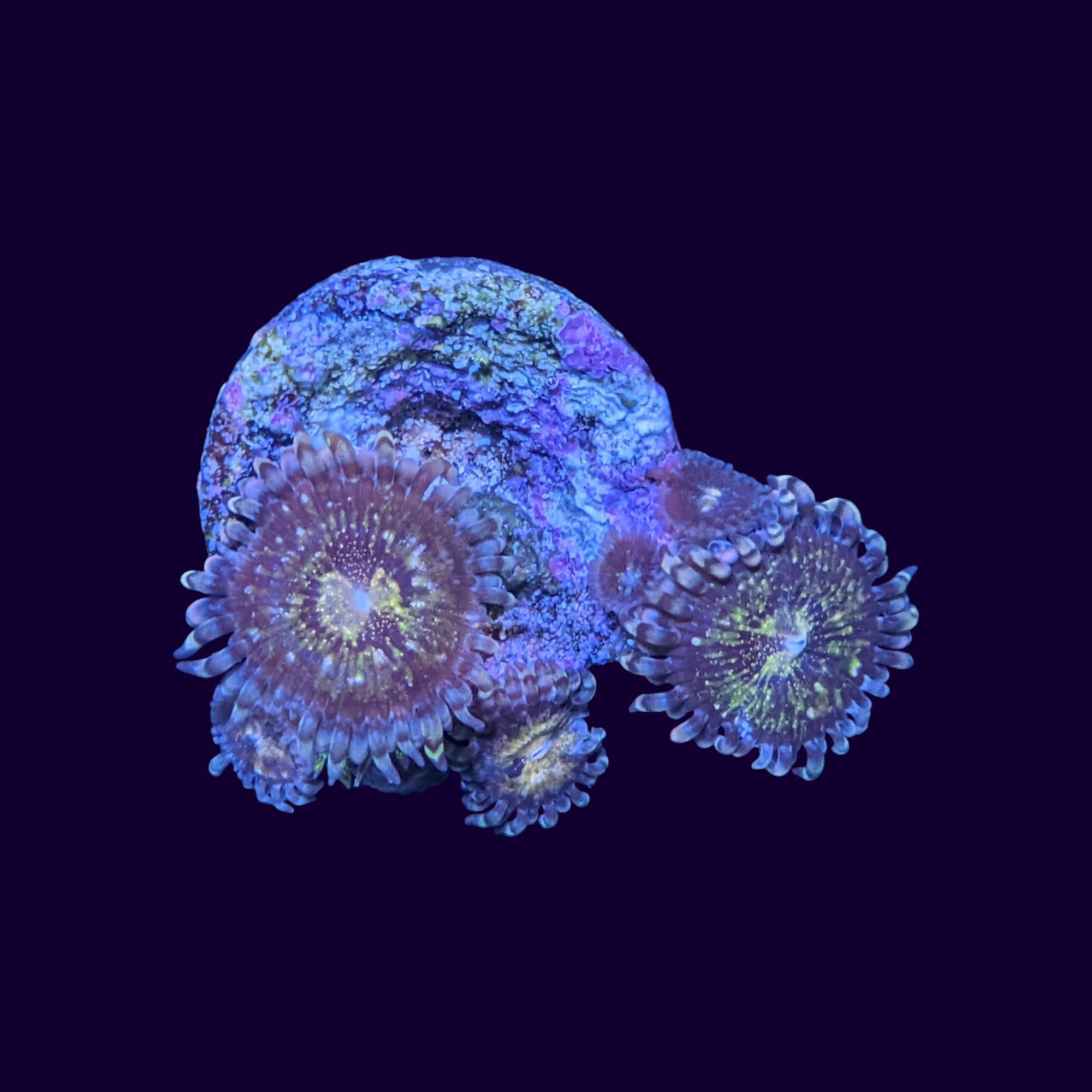 Reverse Space Monster Zoa Frag