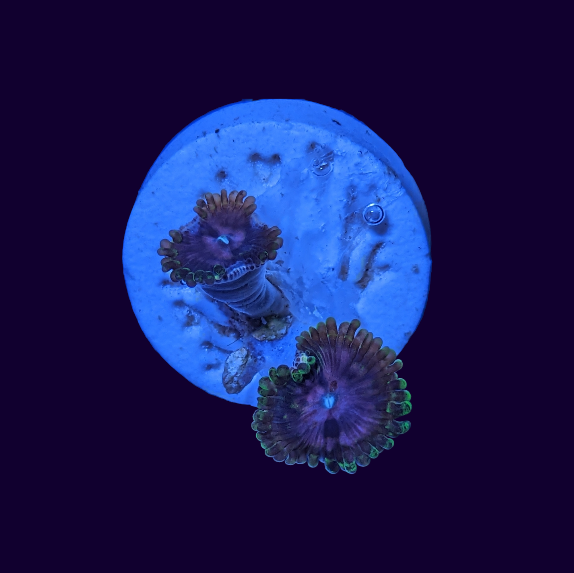 Pink Diamond Zoa Frag