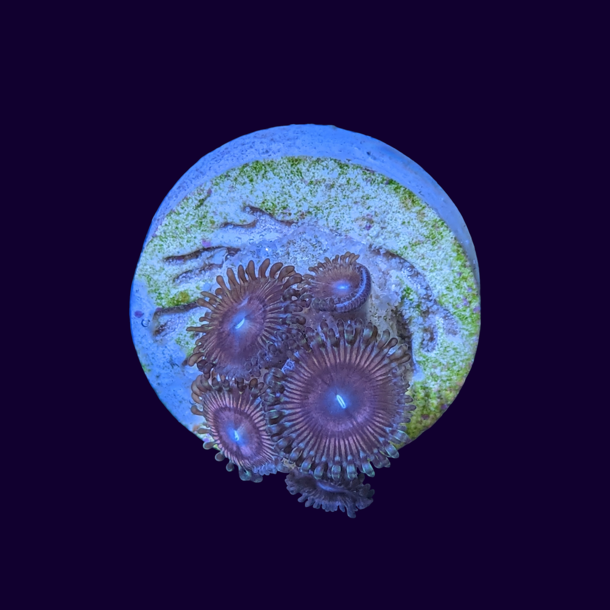 Zoa Frag