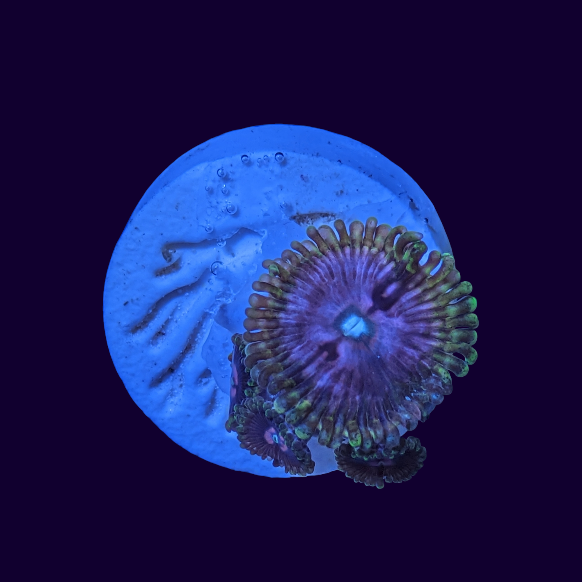 Pink Diamond Zoa Frag