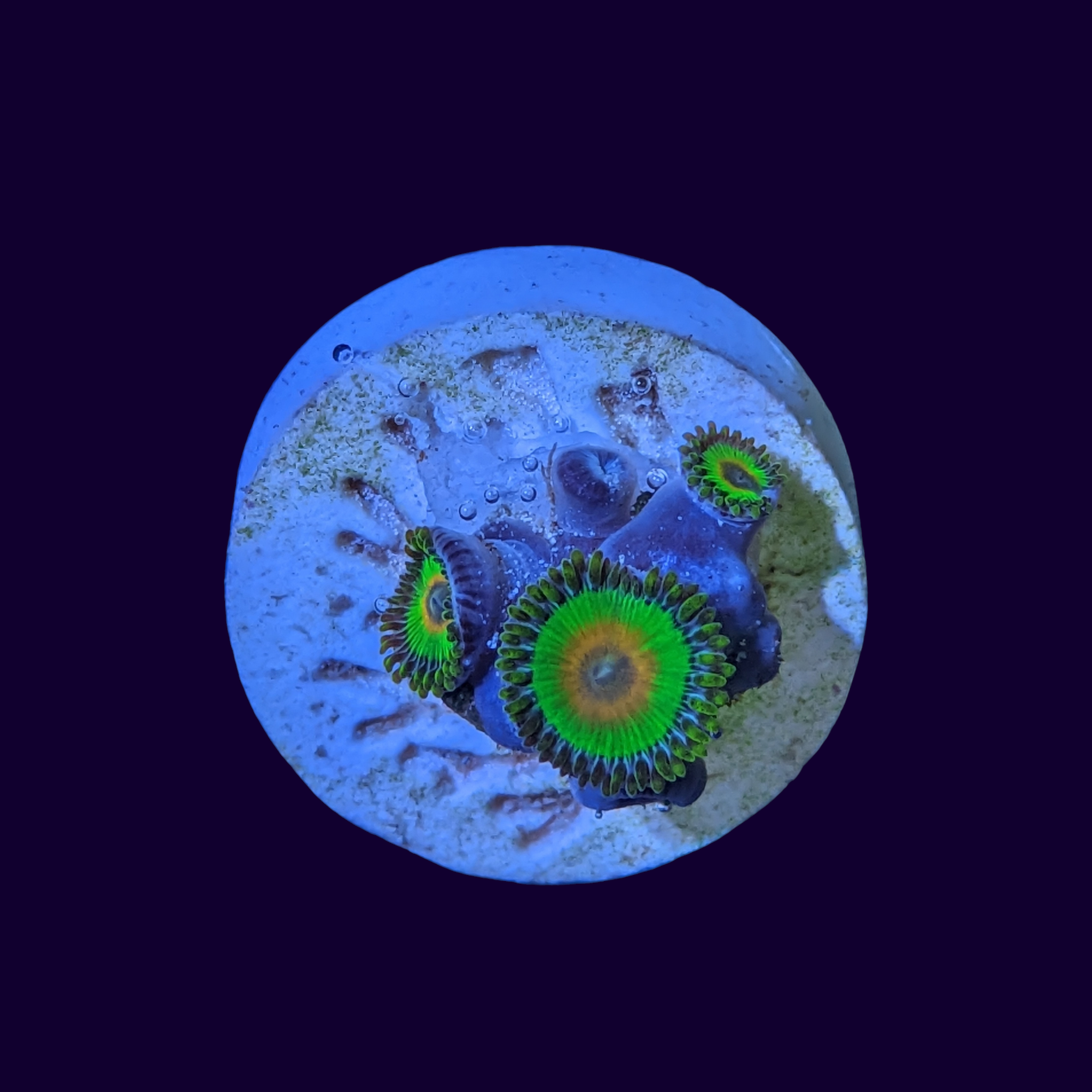 Rasta Zoa Frag