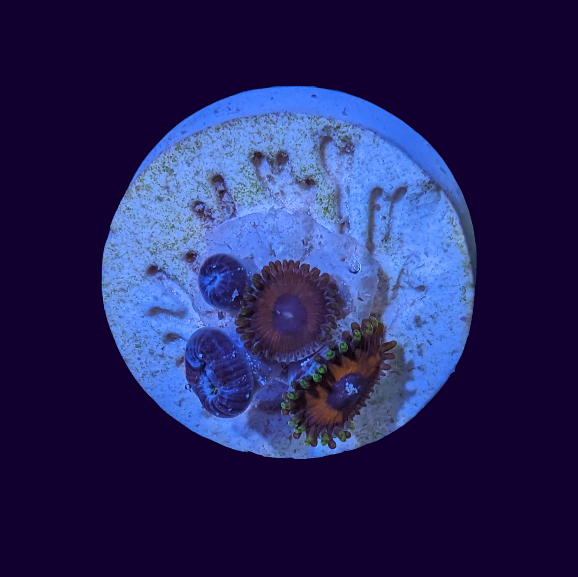 Eagle Eye Zoa Frag