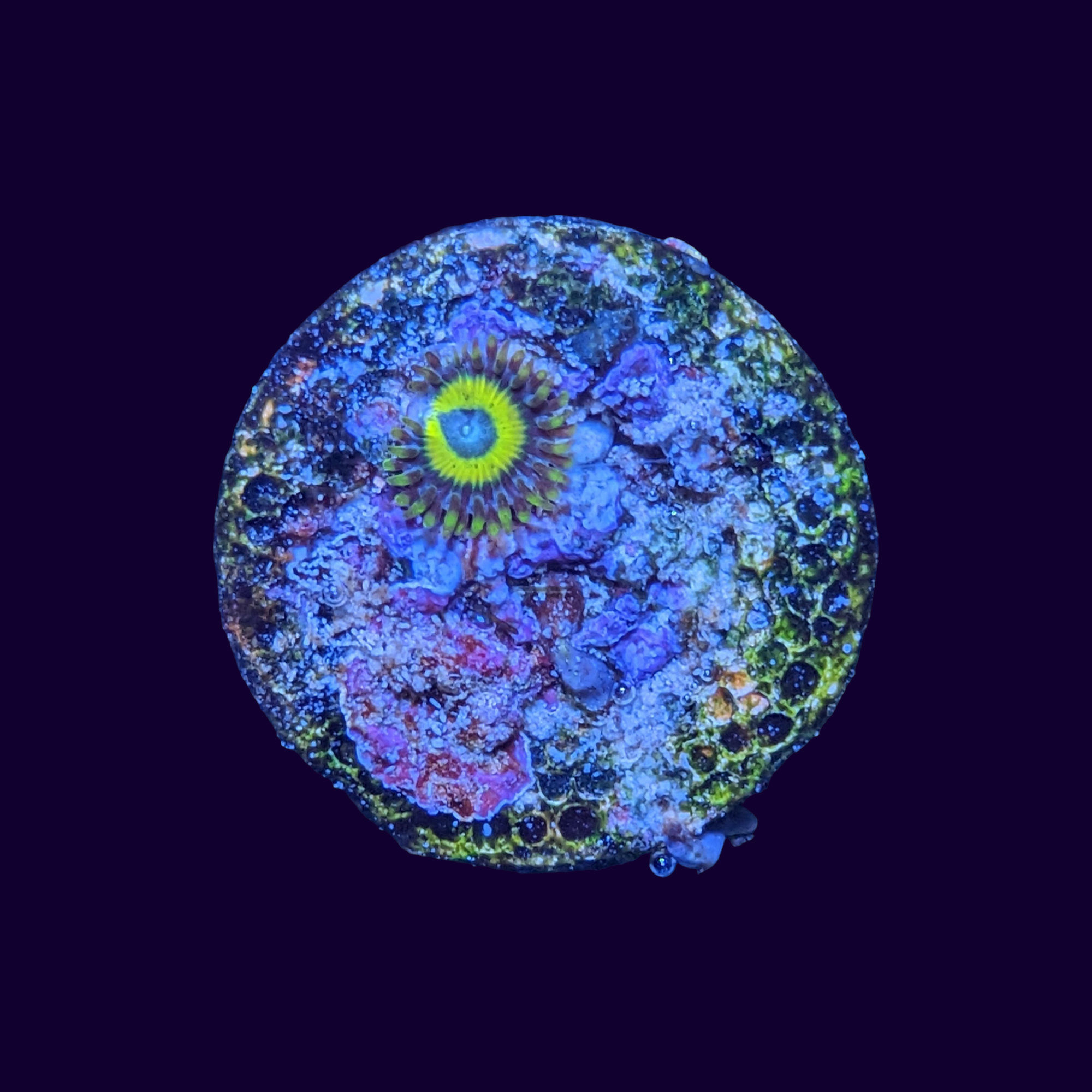 Scrambled Eggs Zoa Frag