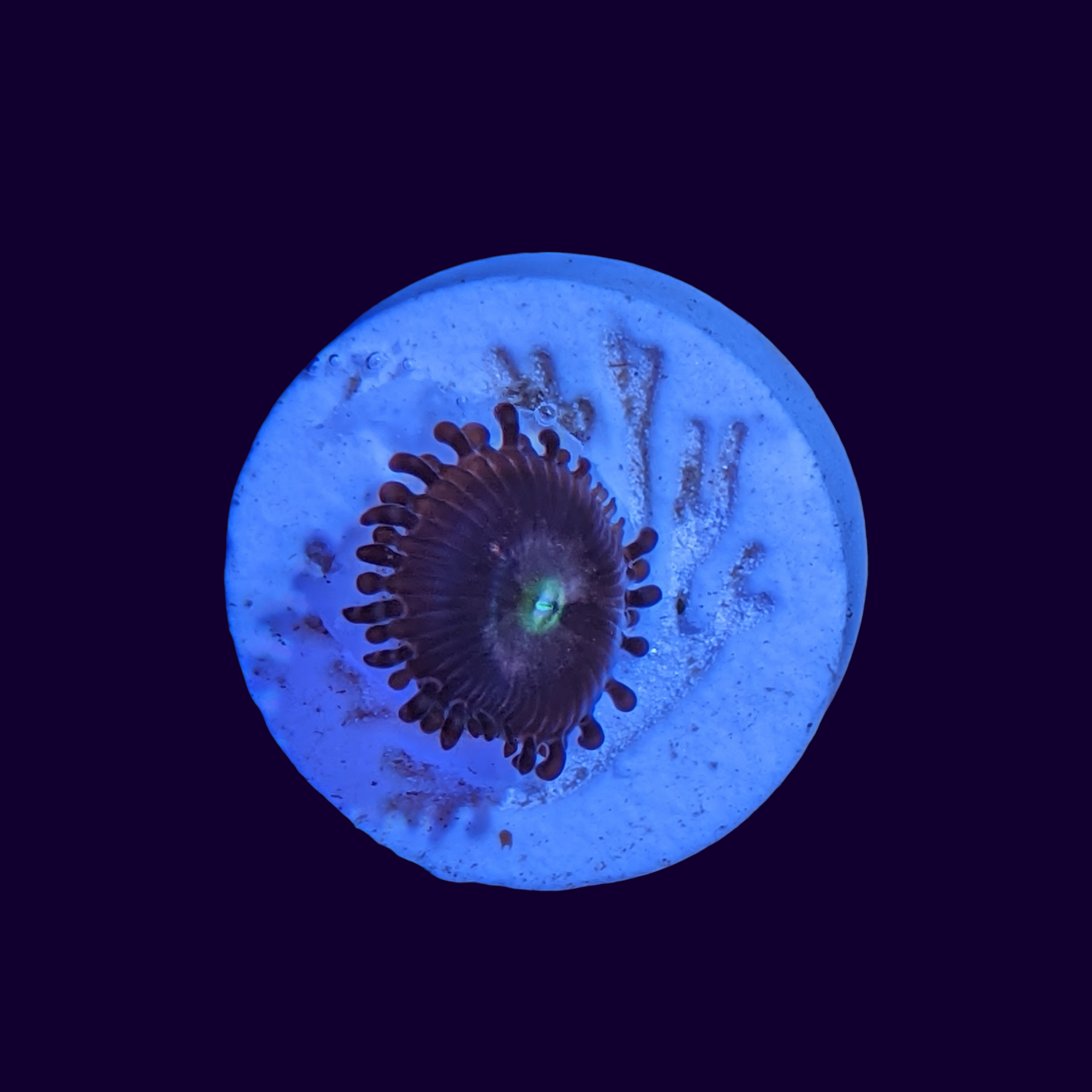 Purple Bee Zoa Frag