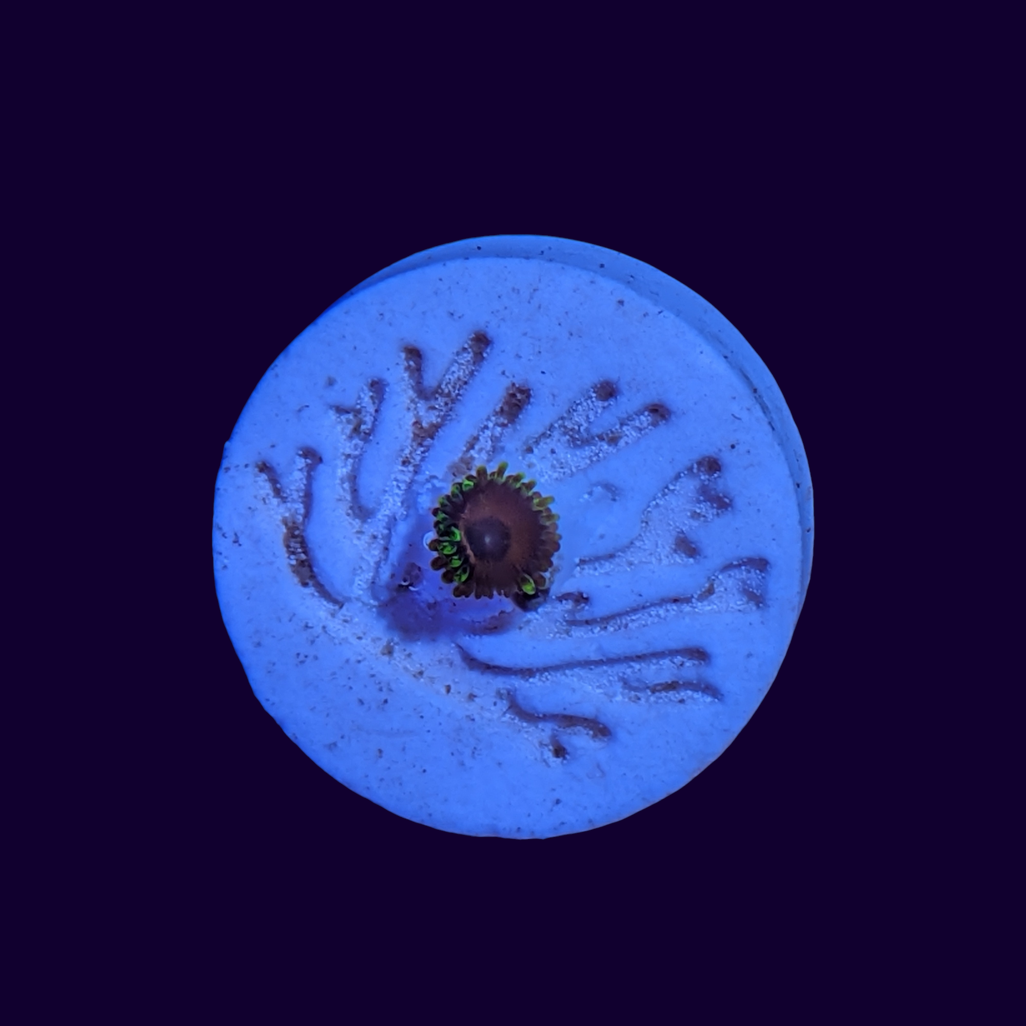 Eagle Eye Zoa Frag