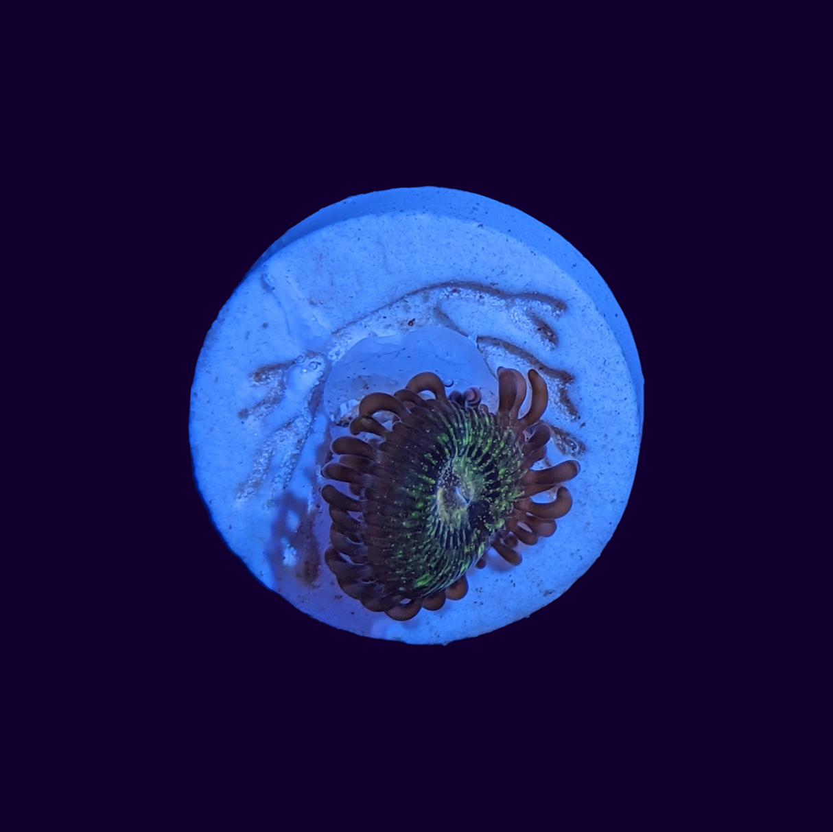 Reverse Space Monster Zoa Frag