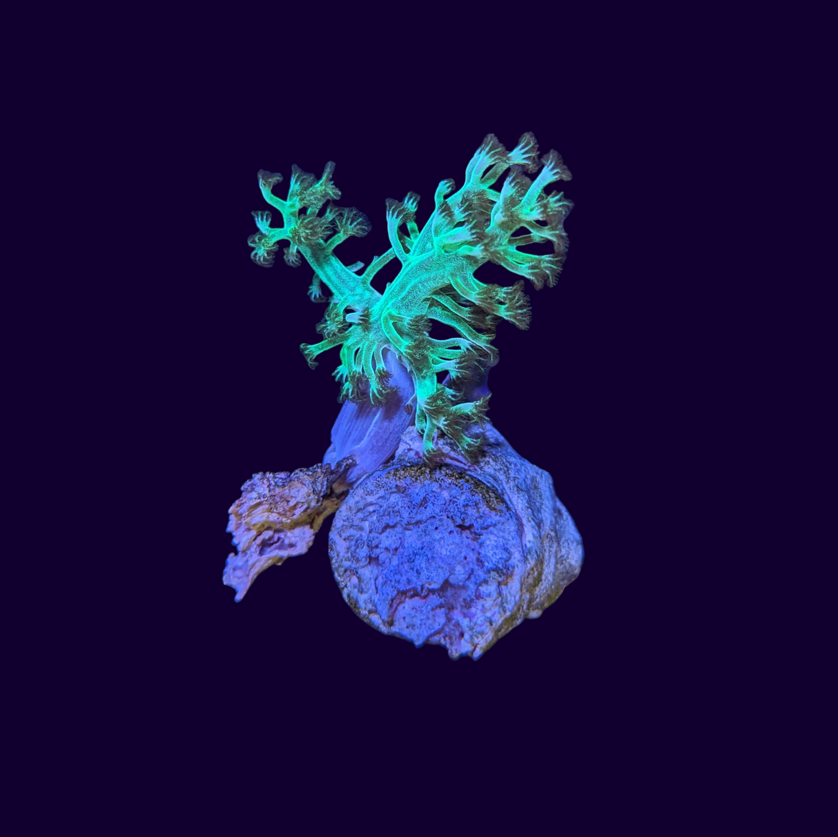 Neon Green Kenya Tree