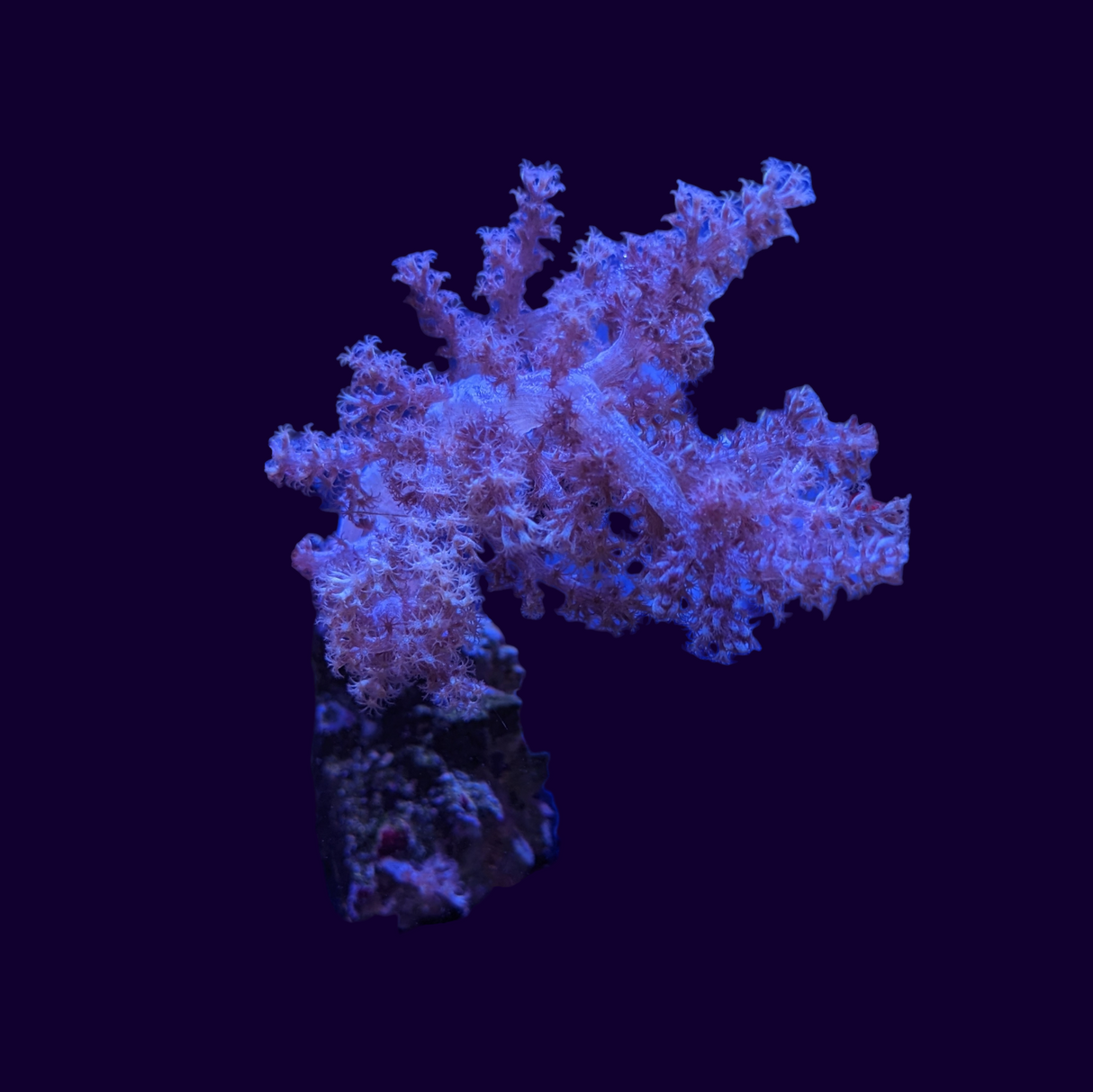Kenya Tree