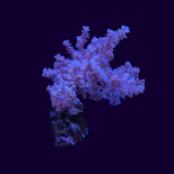 Kenya Tree
