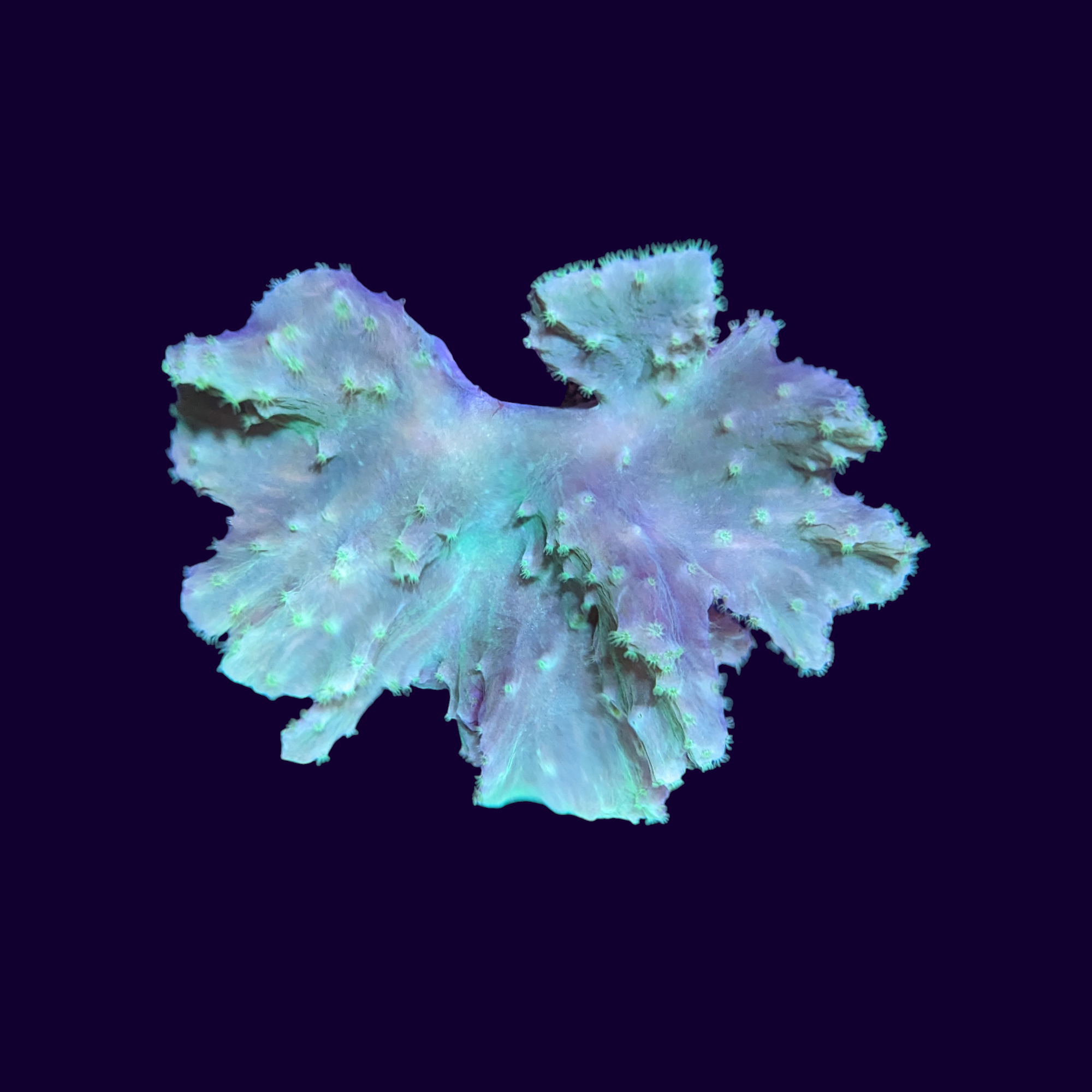 Green Cabbage Leather Coral