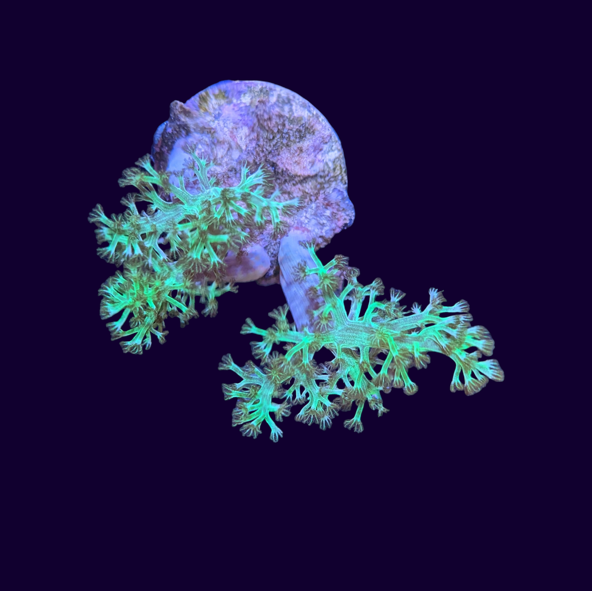 Neon Green Kenya Tree