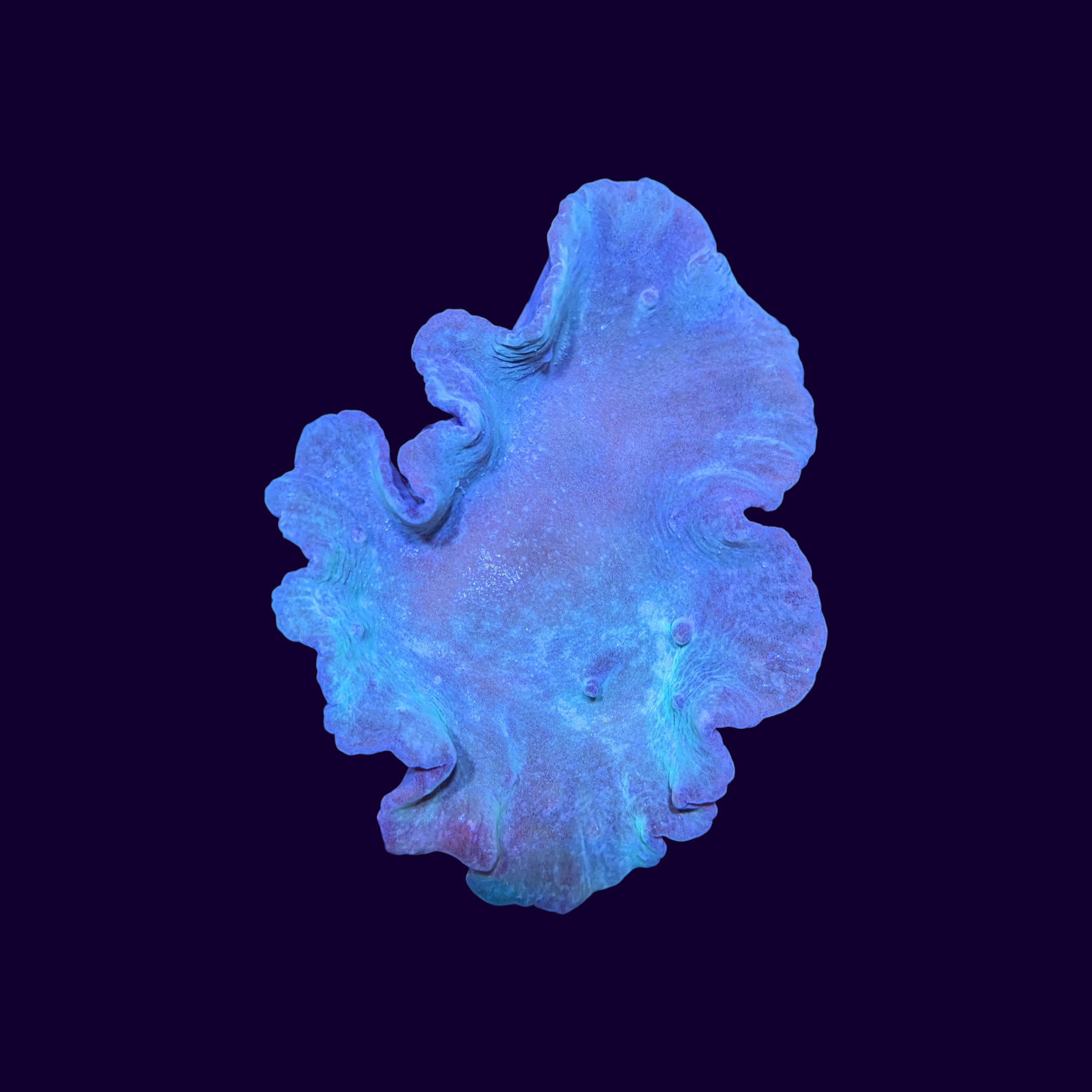 Green Cabbage Leather Coral