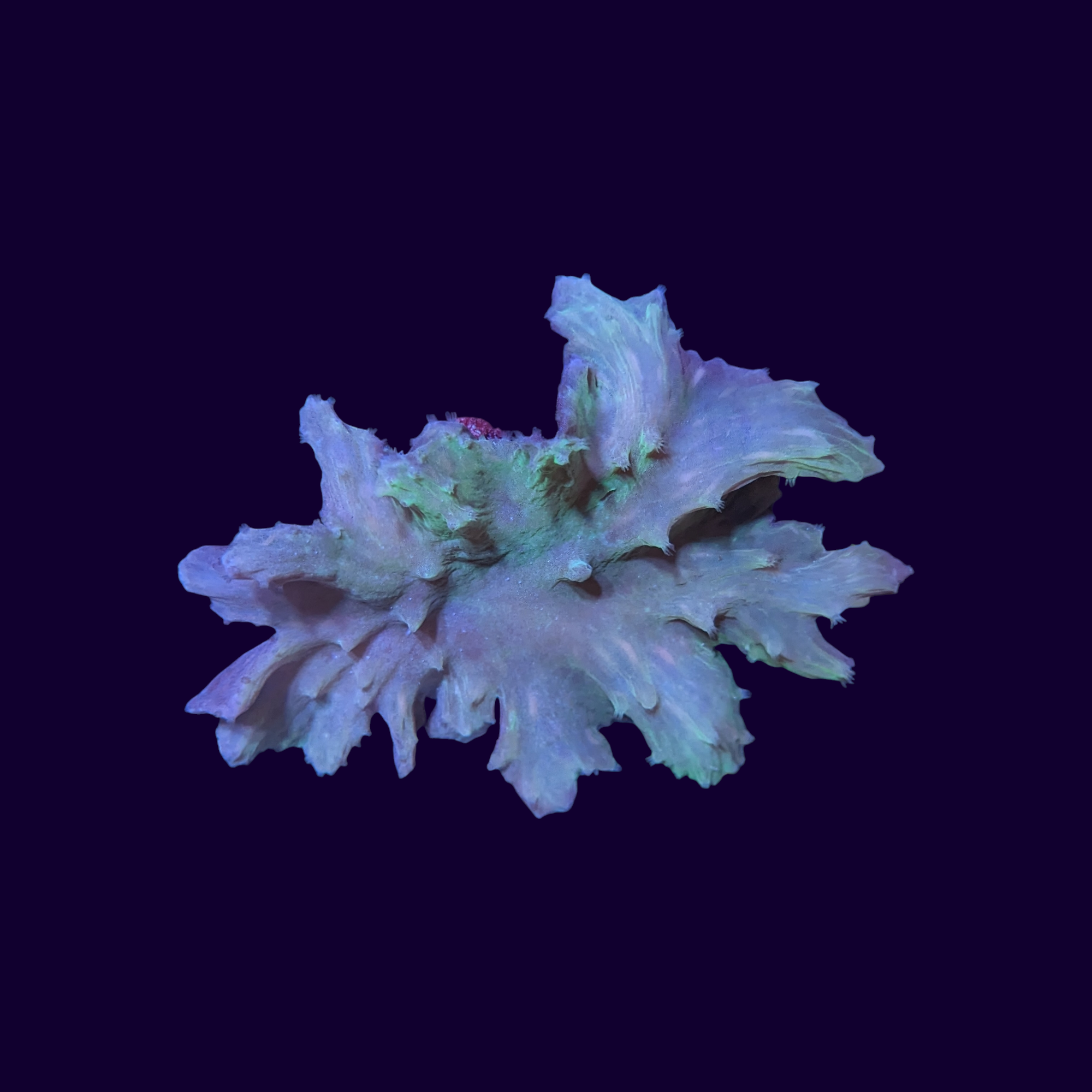 Green Cabbage Leather Coral