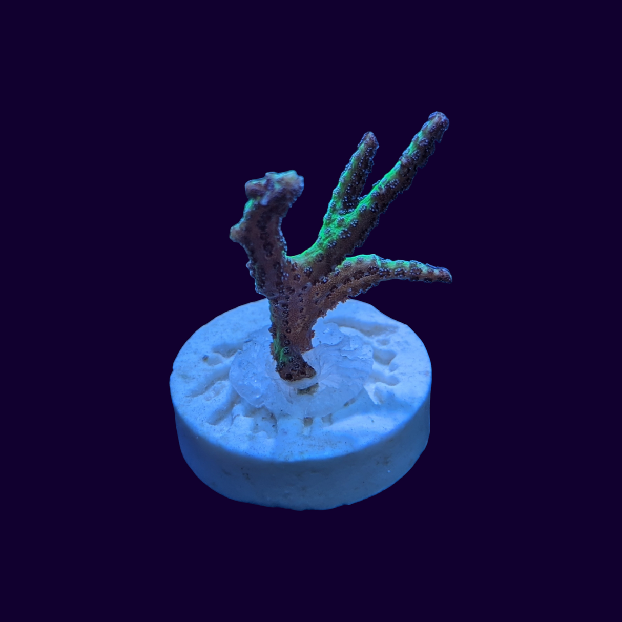 LimeBerry Green Hystrix Seriatopora (birds nest)