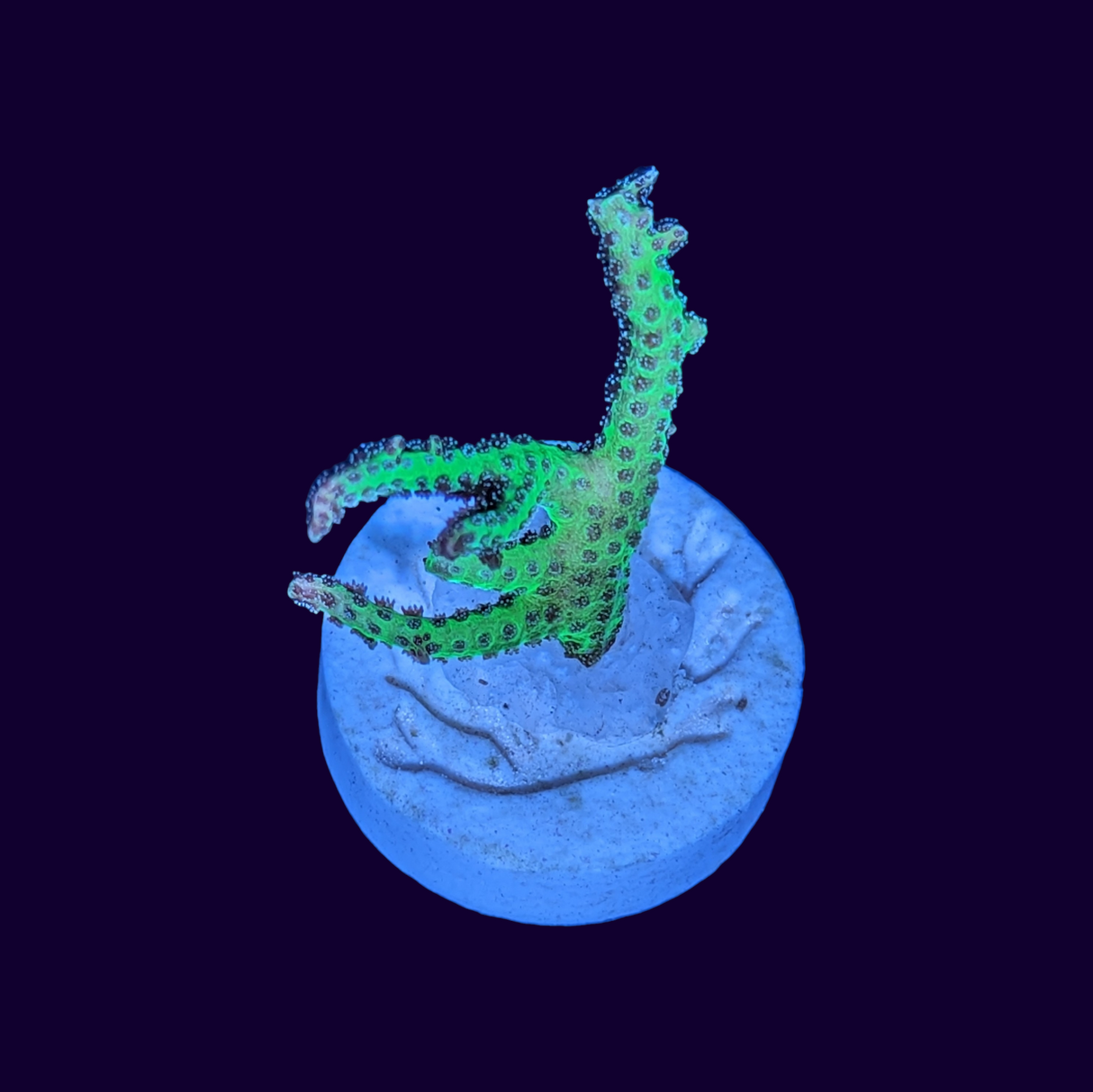 LimeBerry Green Hystrix Seriatopora (birds nest)