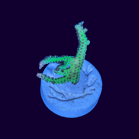 LimeBerry Green Hystrix Seriatopora (birds nest)